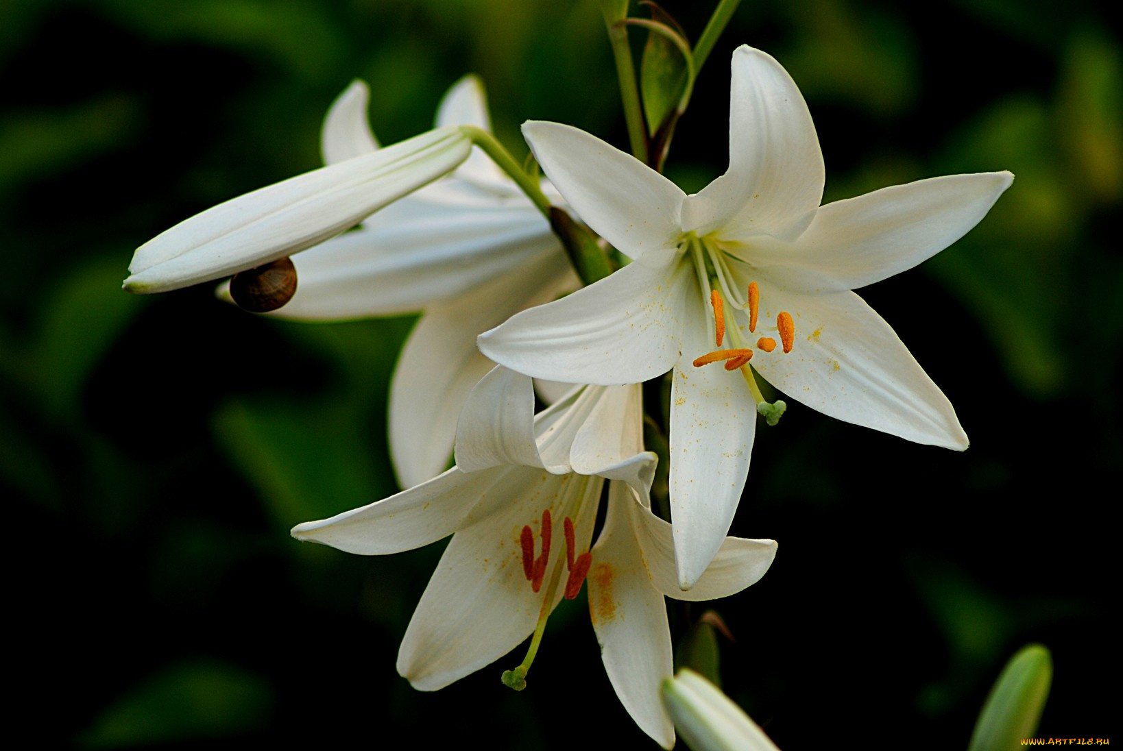 цветы, амариллисы, гиппеаструмы, лепестки, фон, тёмный