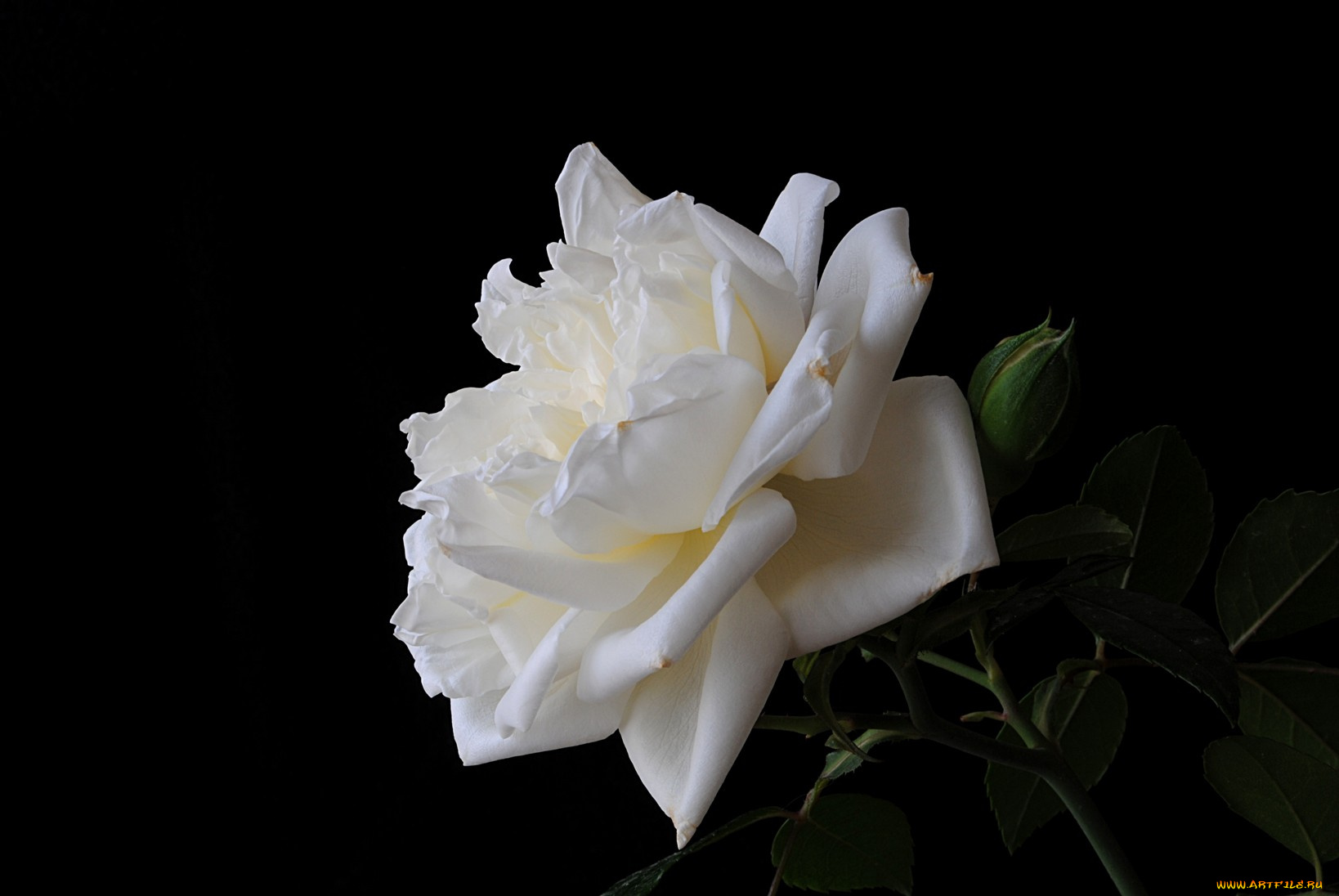 цветы, розы, тёмный, фон, лепестки