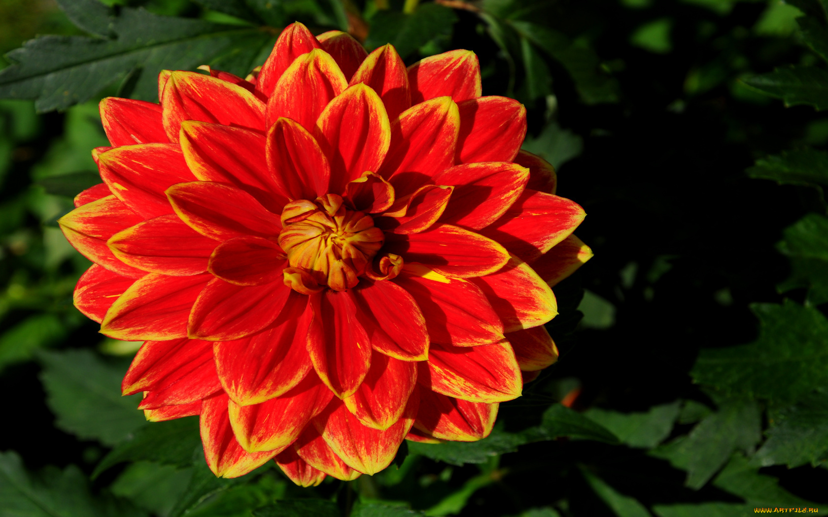 цветы, георгины, лепестки, листья