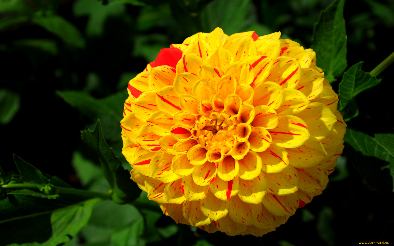 цветы, георгины, лепестки, листья