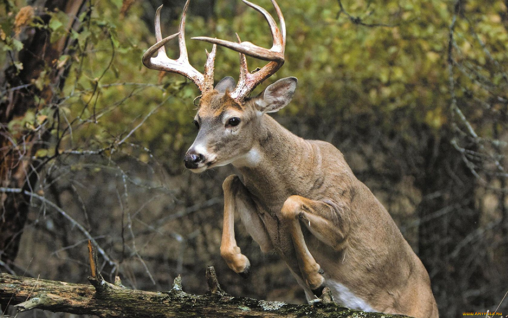 животные, олени, прыжок