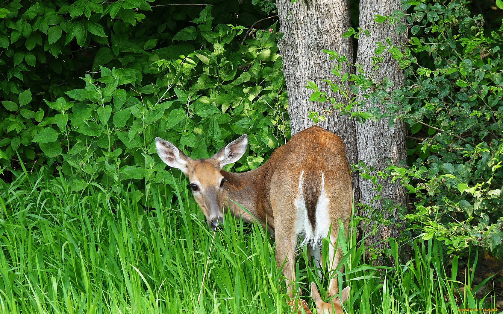 животные, олени, трава, деревья