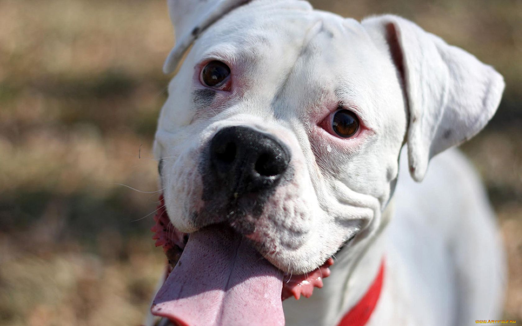 животные, собаки, морда, язык