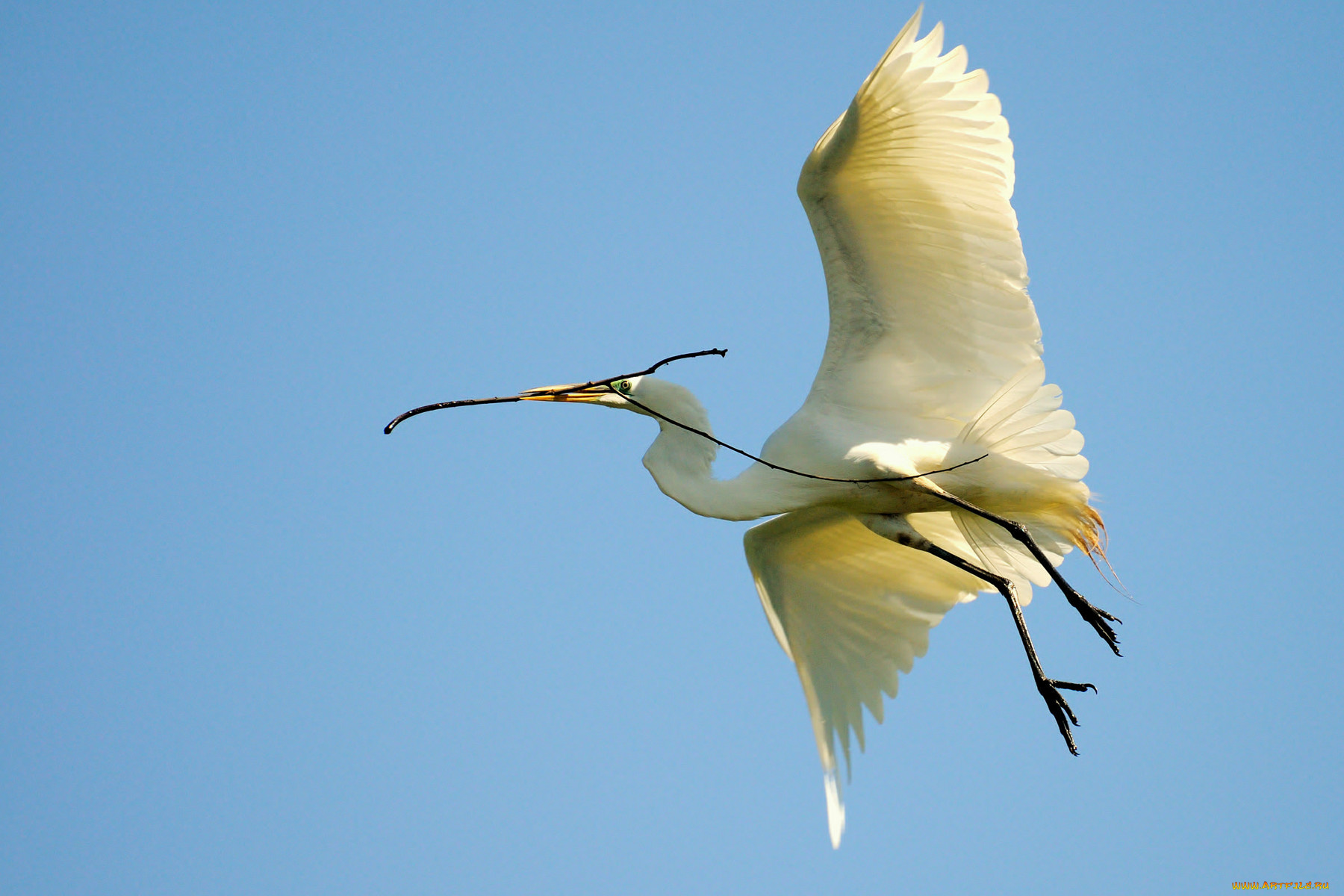 животные, цапли, полёт, ветка
