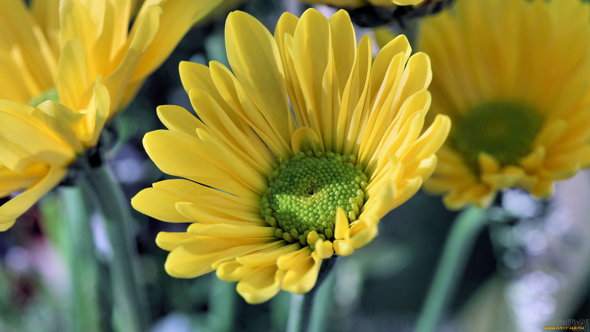 цветы, хризантемы, жёлтые