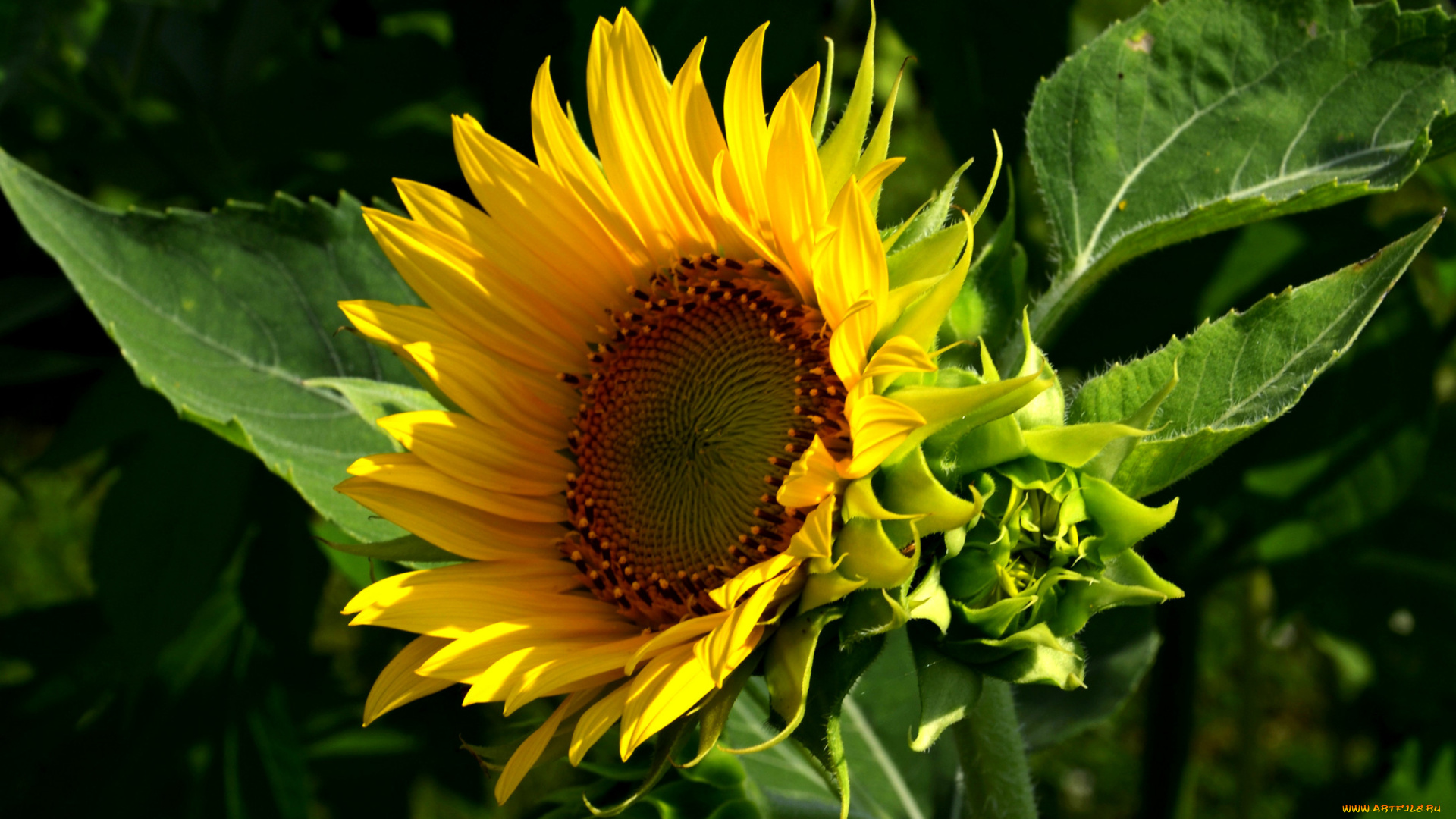 цветы, подсолнухи, тёмный, листья, лепестки, фон