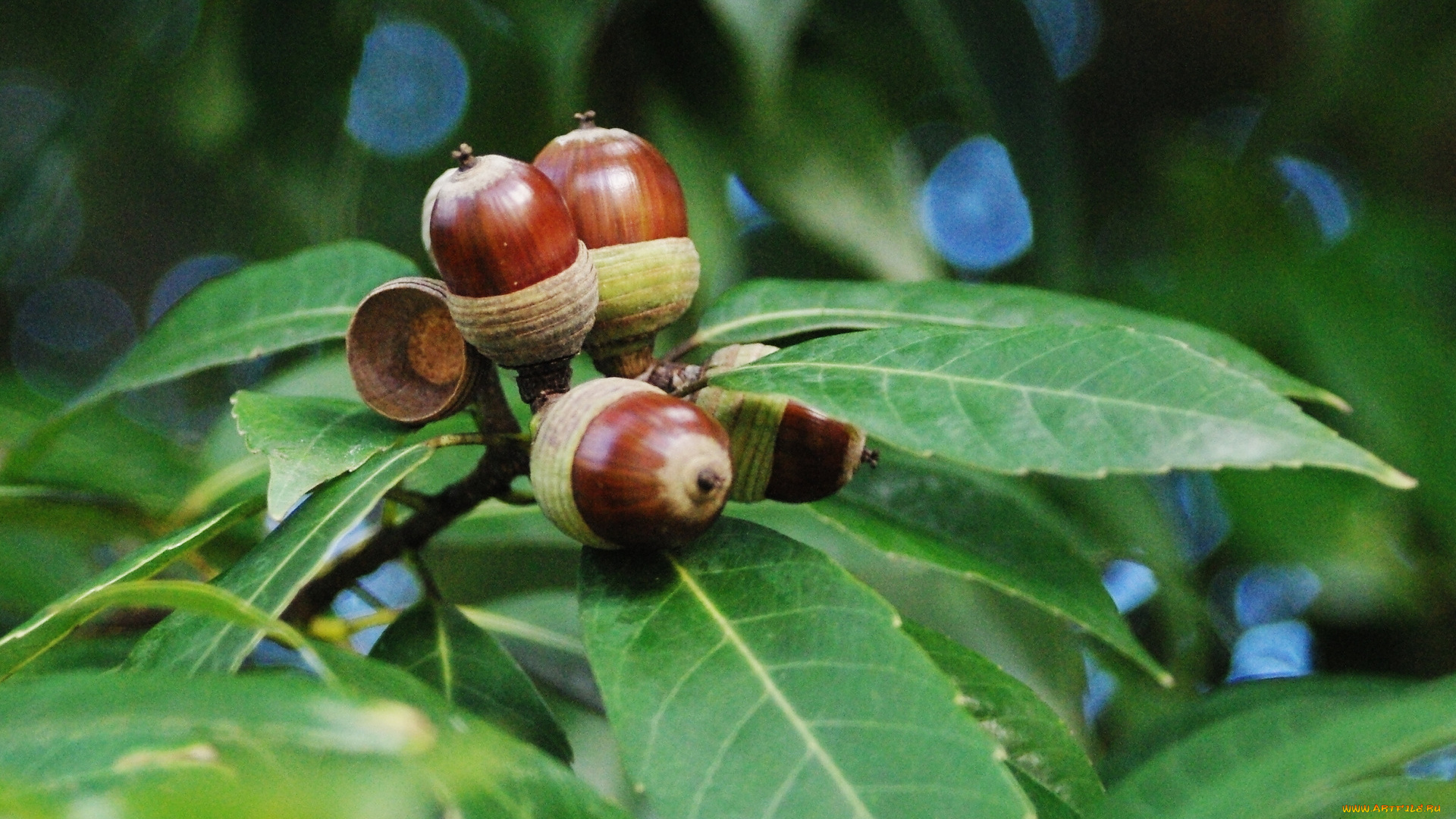 природа, шишки, жёлуди, каштаны, листья, ветка
