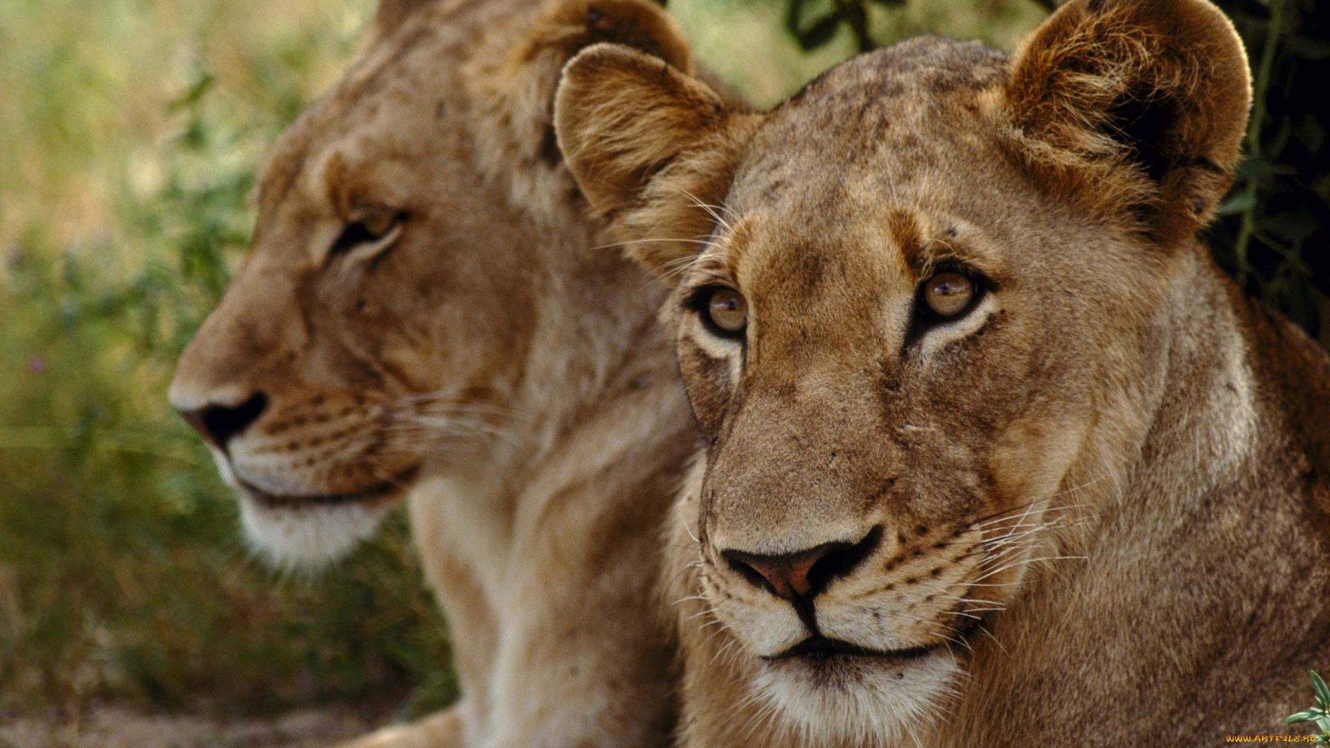 животные, львы, львица