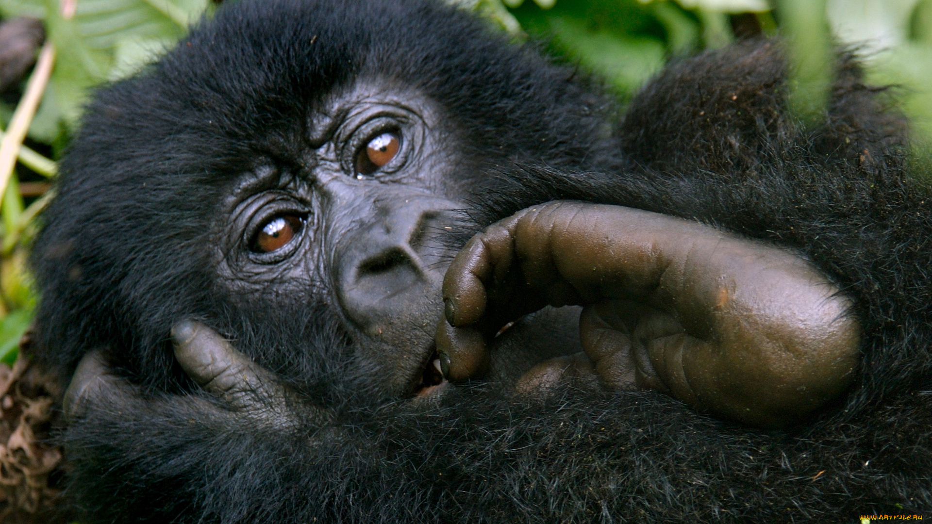 животные, обезьяны, горилла