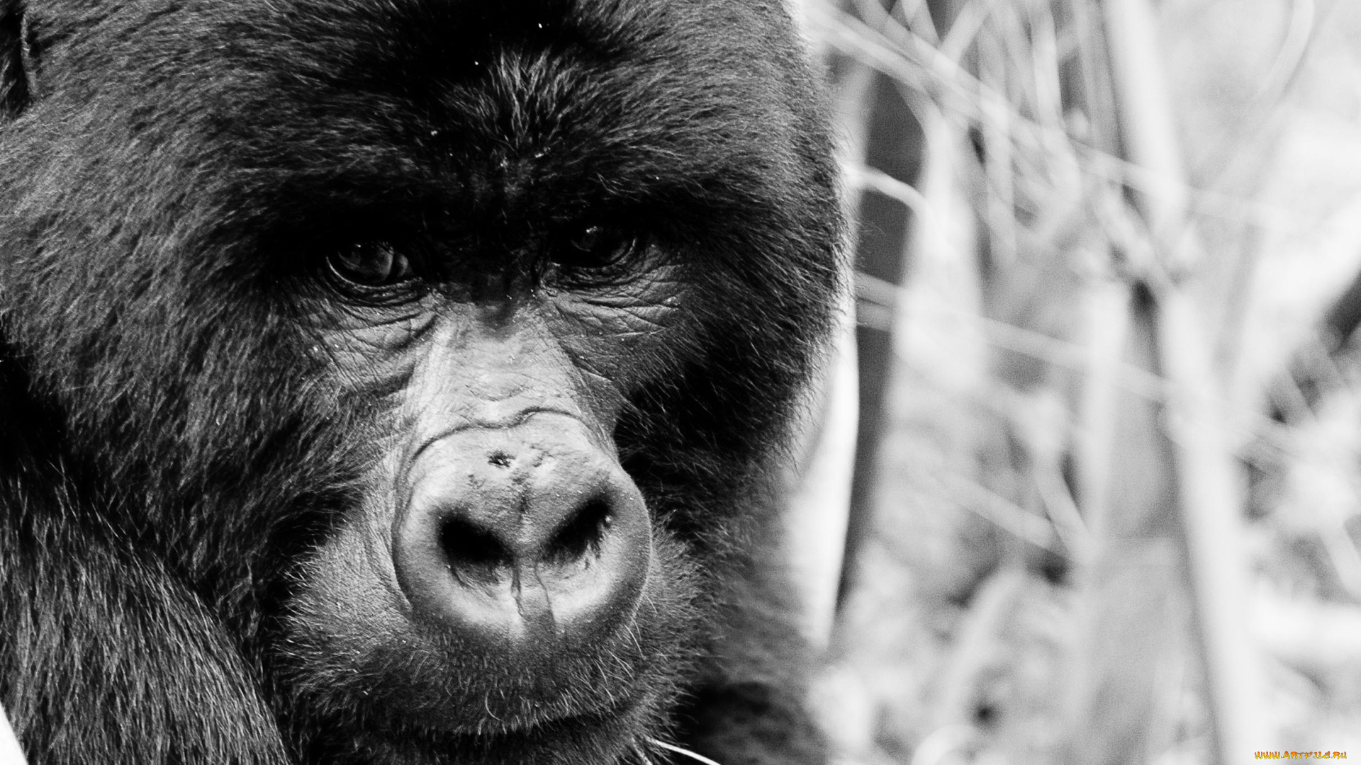 животные, обезьяны, горилла, уганда