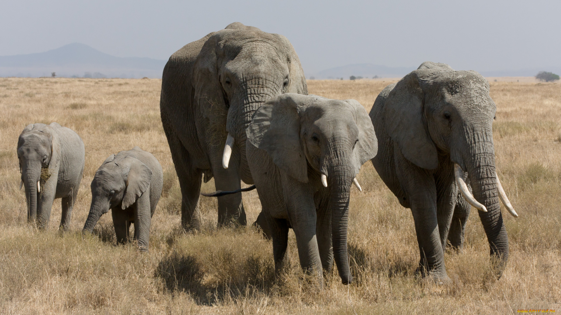 животные, слоны, серенгети