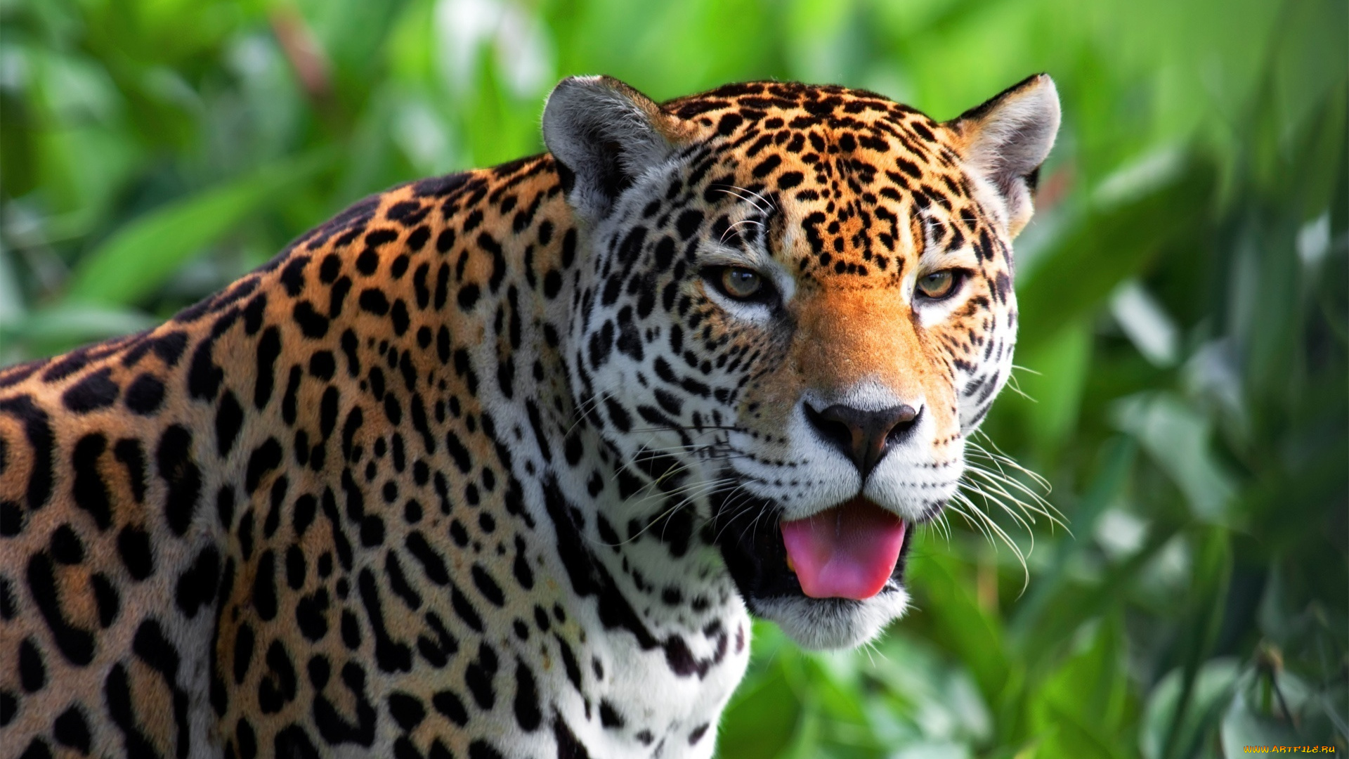 животные, Ягуары, морда, язык