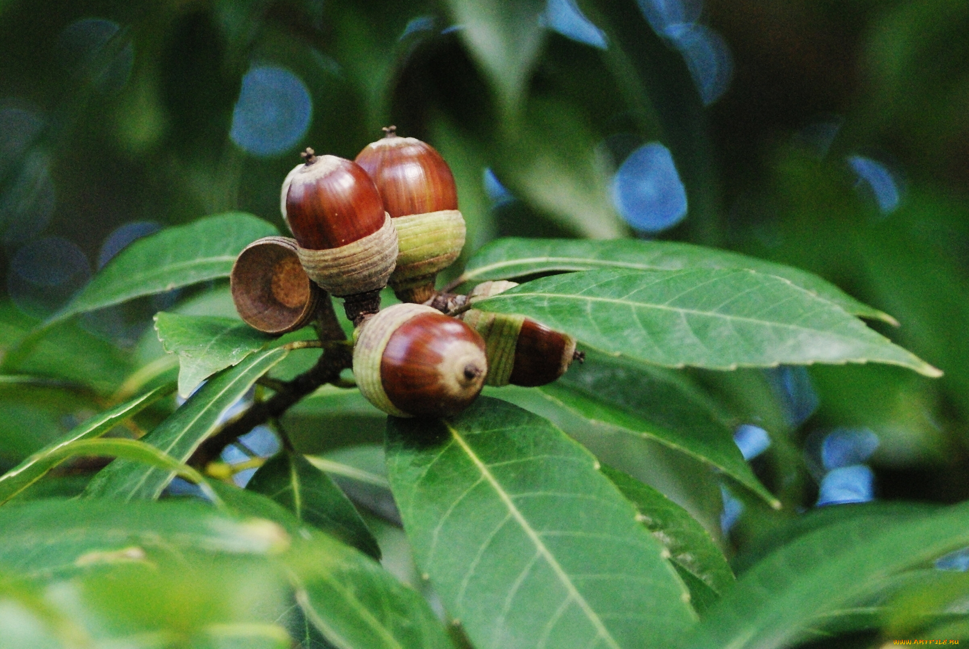 природа, шишки, жёлуди, каштаны, листья, ветка