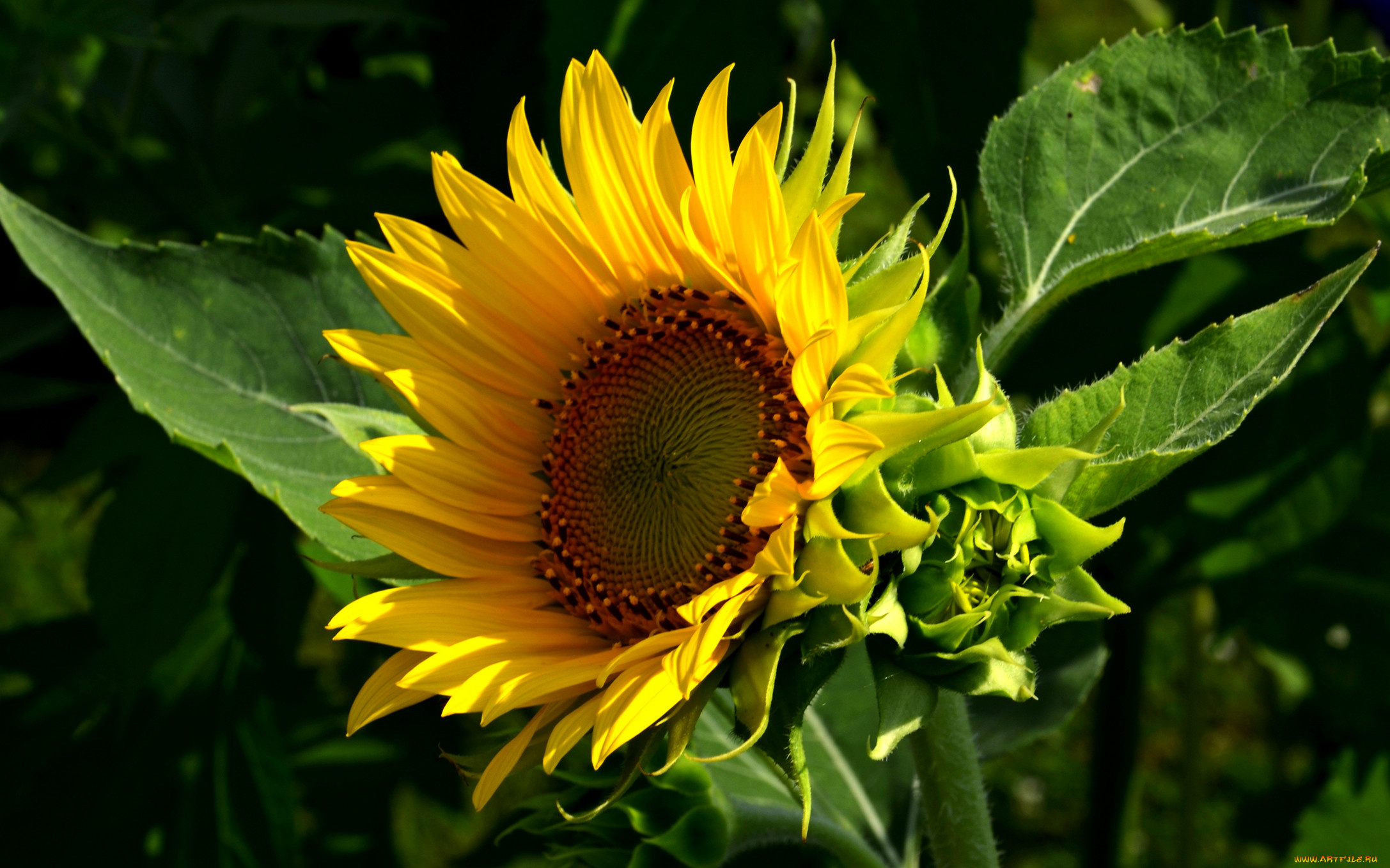 цветы, подсолнухи, тёмный, листья, лепестки, фон