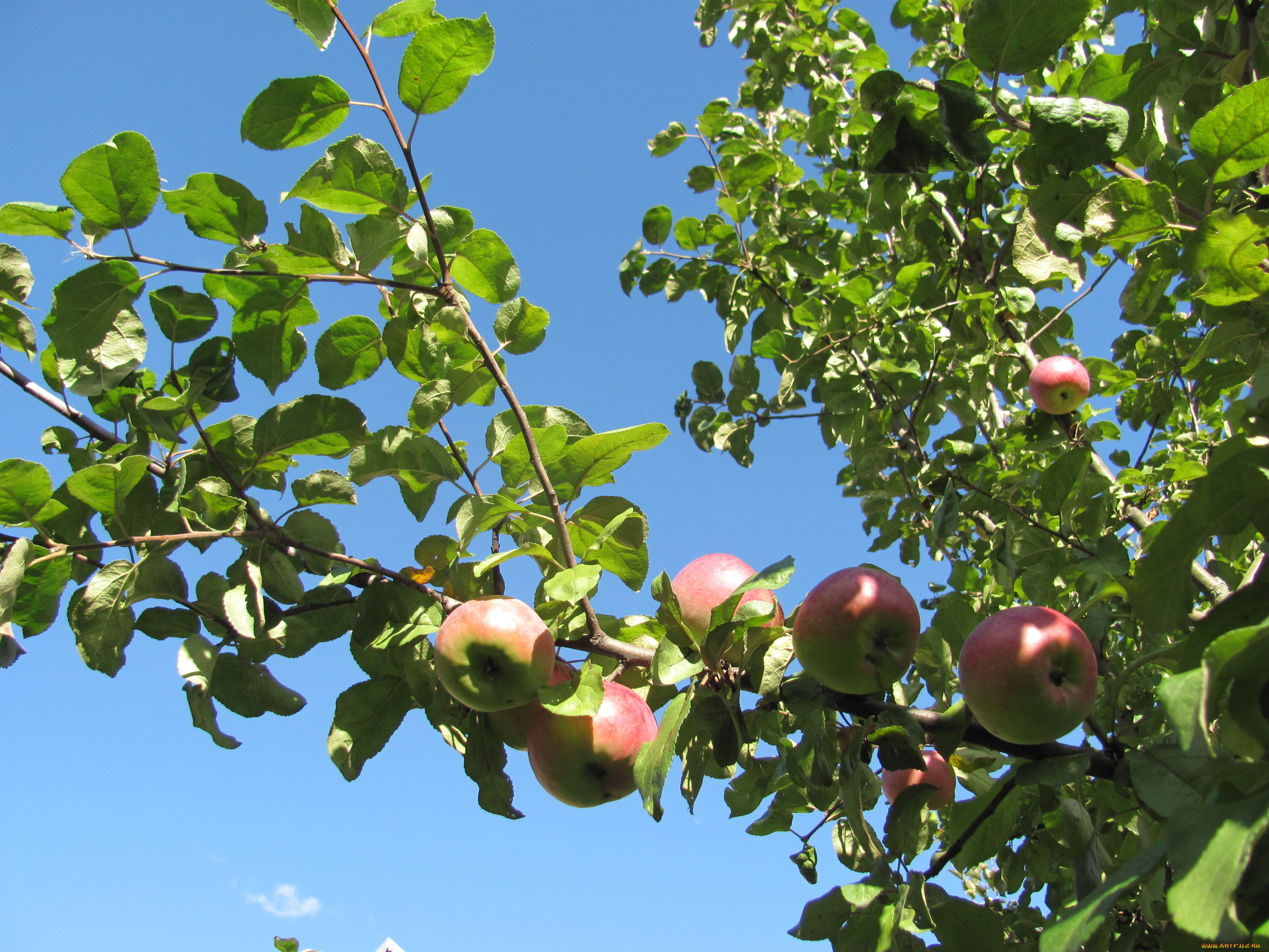 природа, плоды, ветка, яблоки