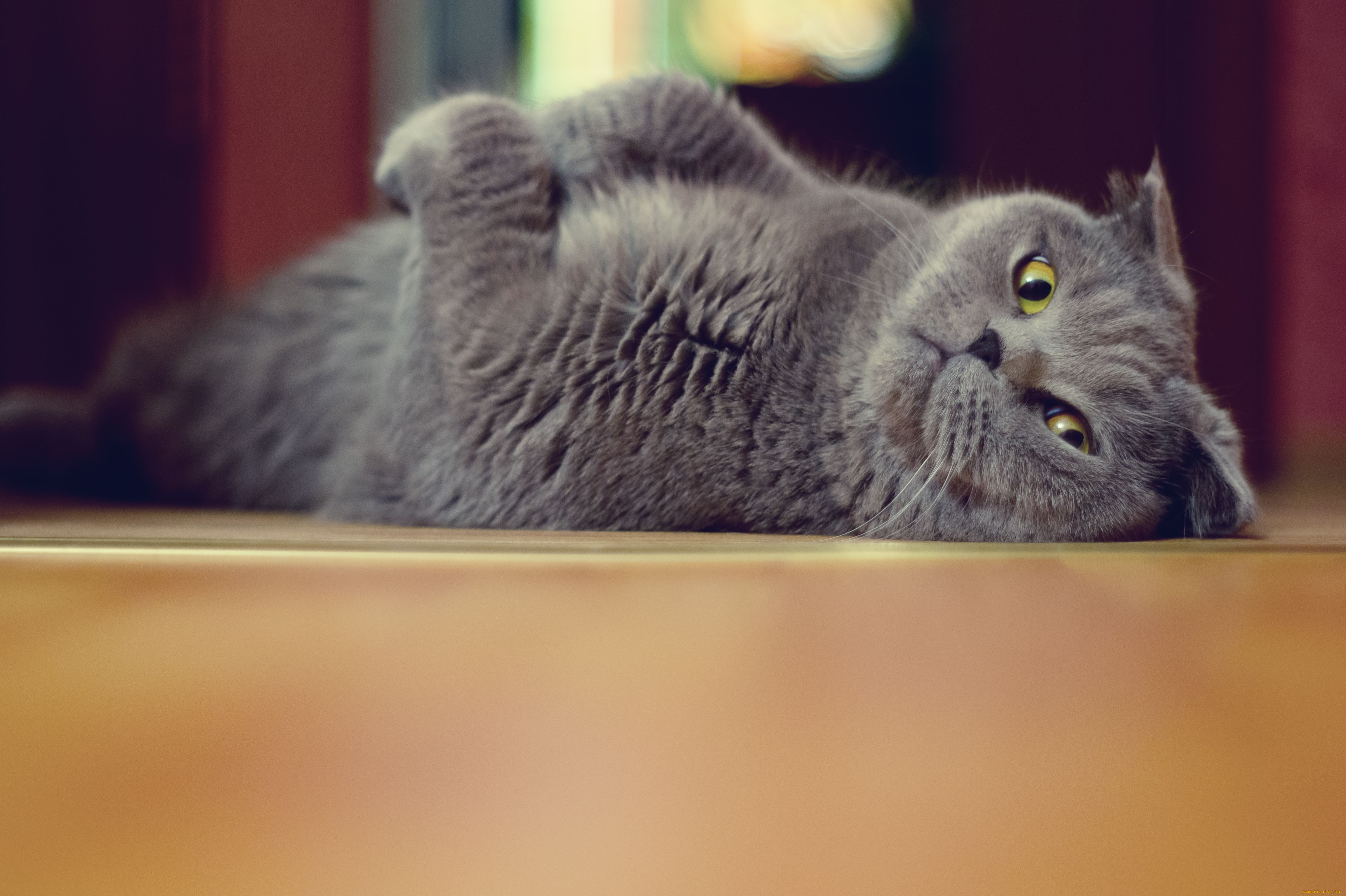 животные, коты, котэ