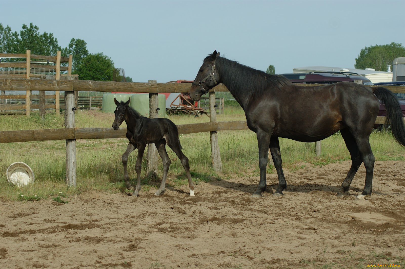 животные, лошади, лошадь