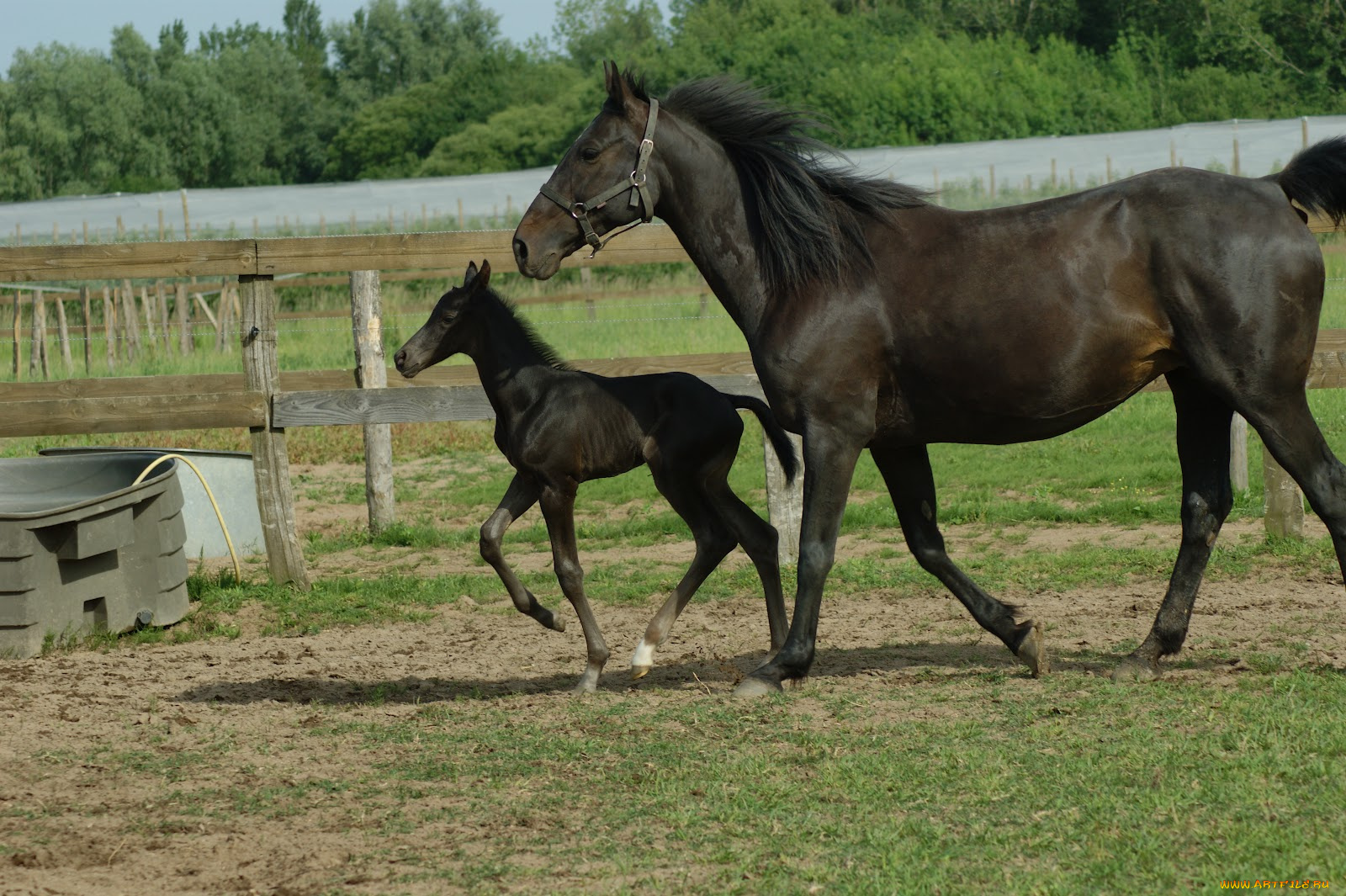 животные, лошади, лошадь