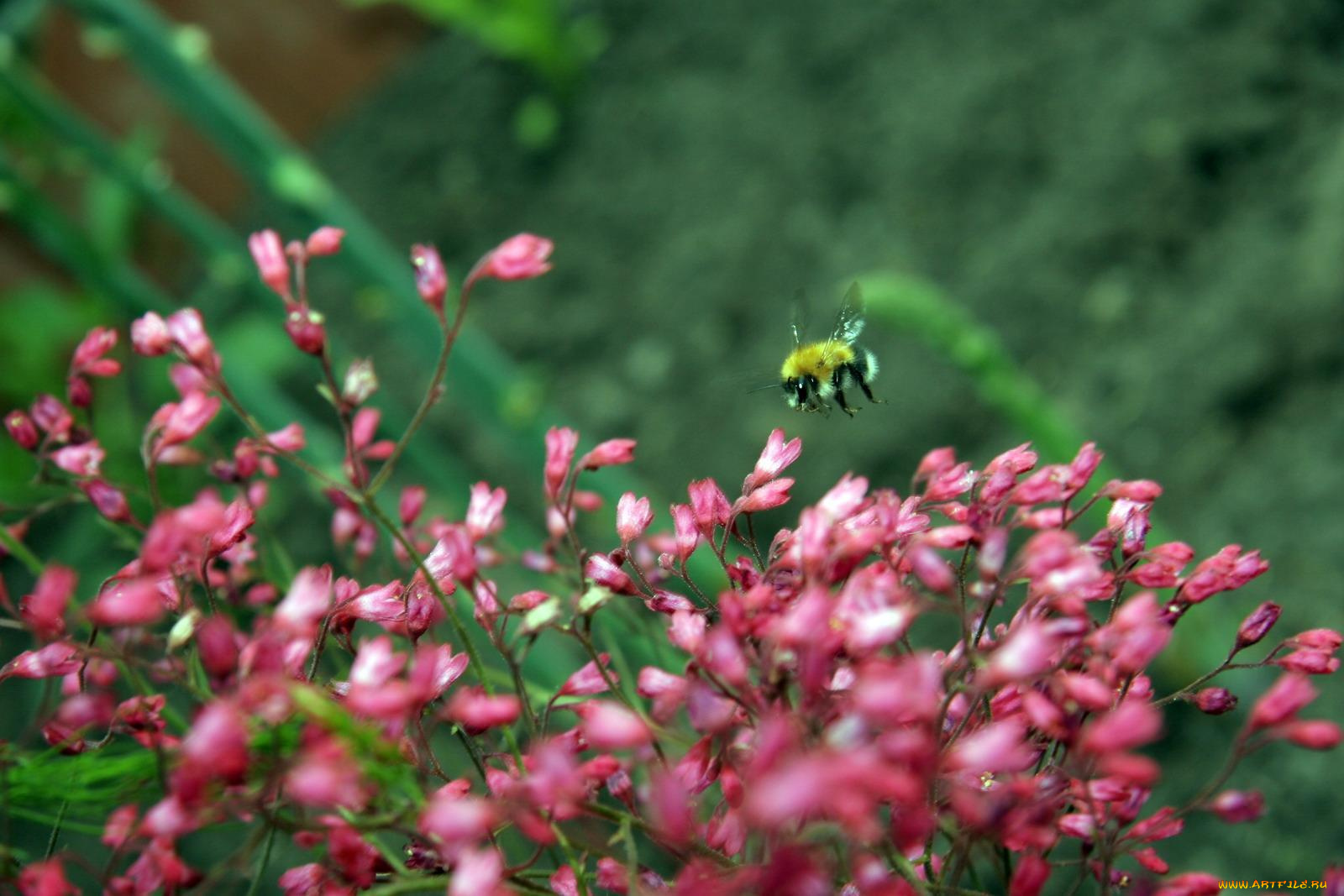 мохнатый, шмель, животные, пчелы, осы, шмели, куст, цветы