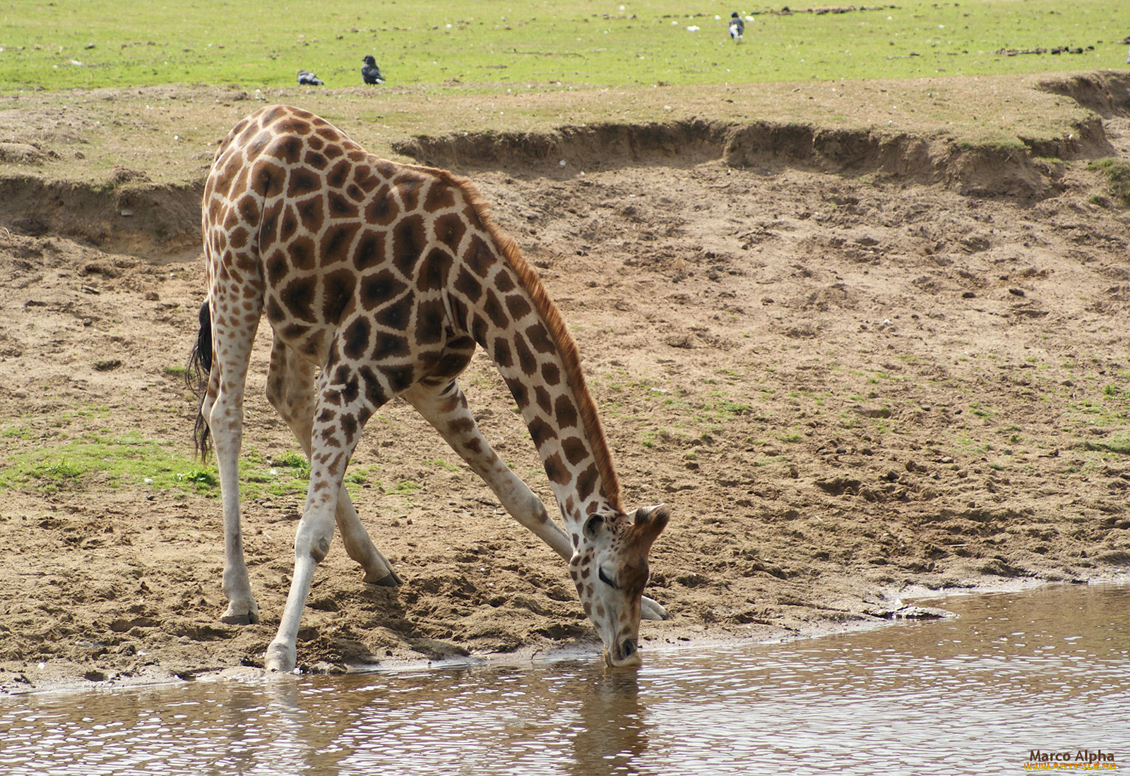 животные, жирафы, жираф