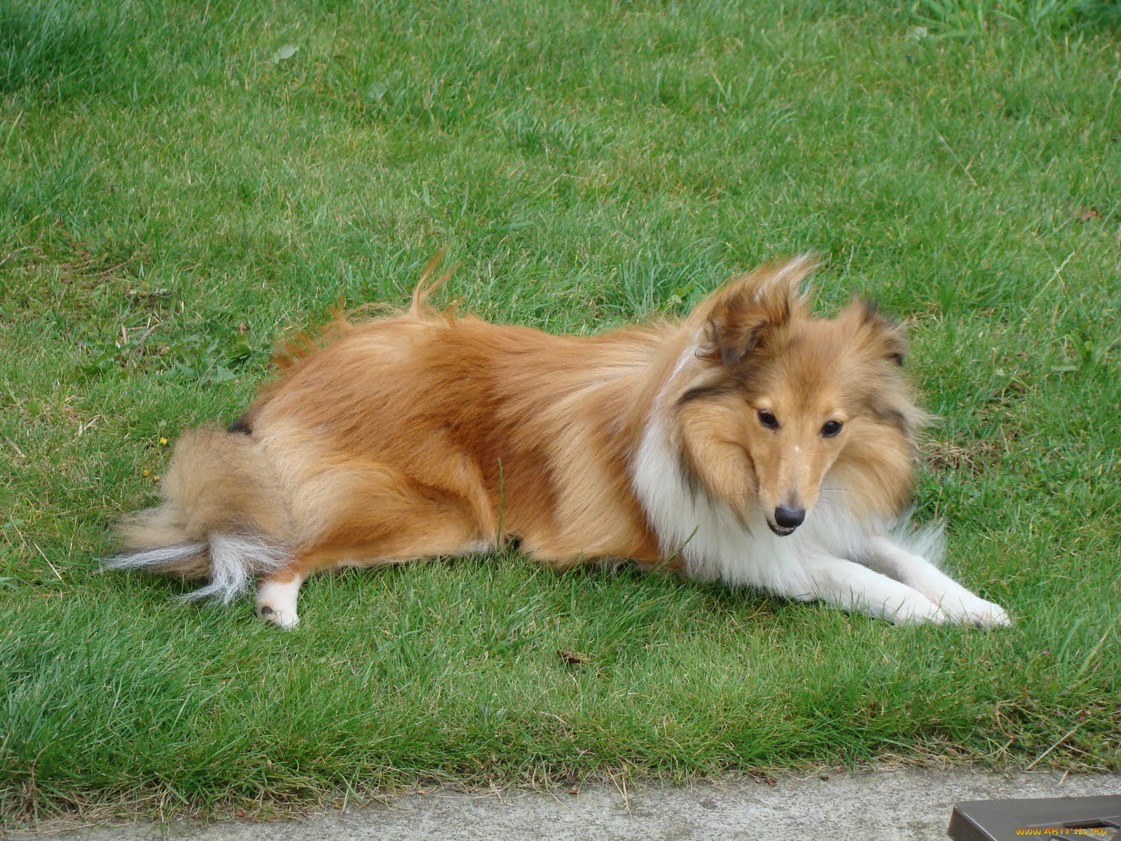 животные, собаки, собака