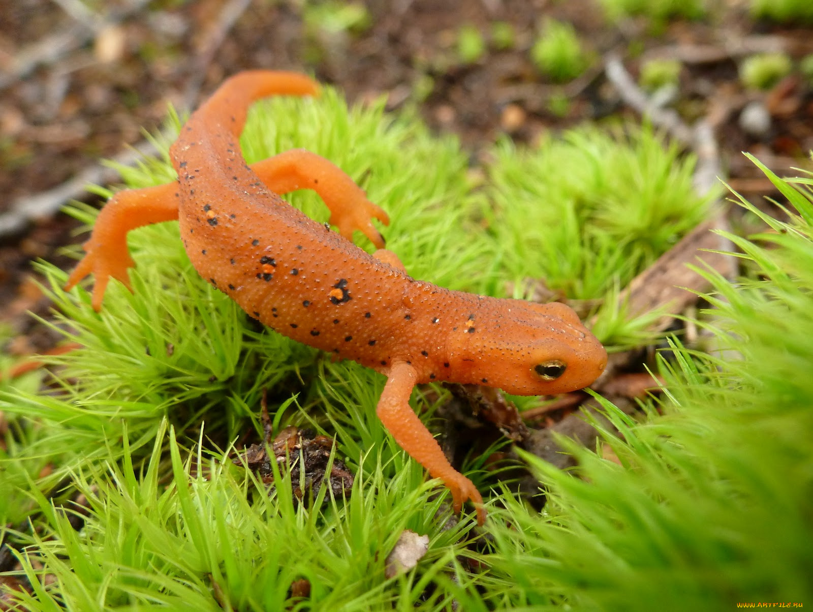 животные, Ящерицы, игуаны, вараны, ящерица