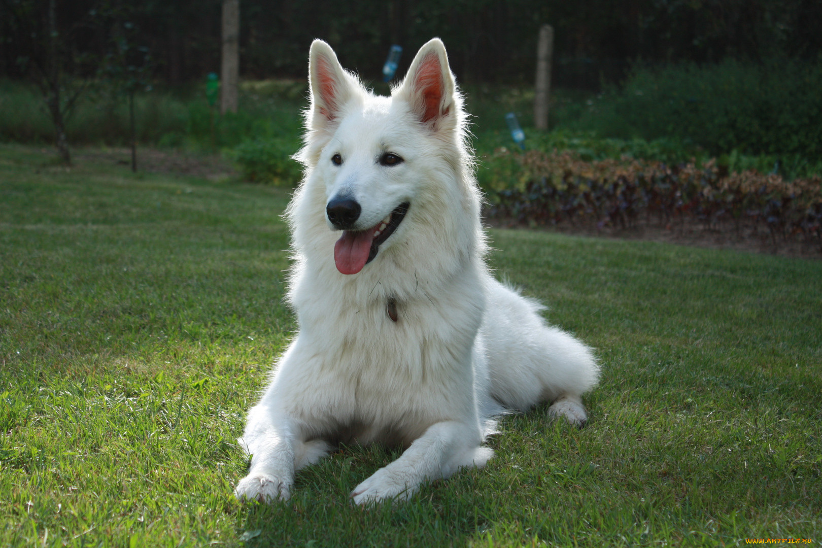 животные, собаки, собака