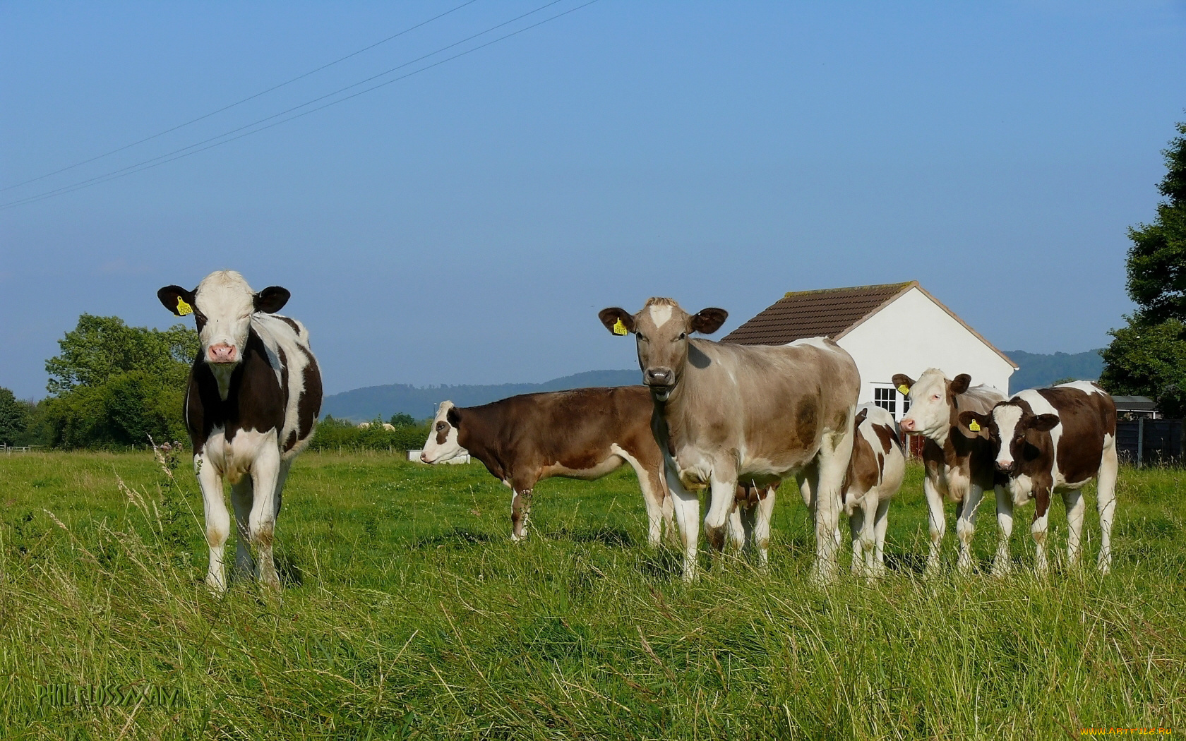 животные, коровы, буйволы, луг