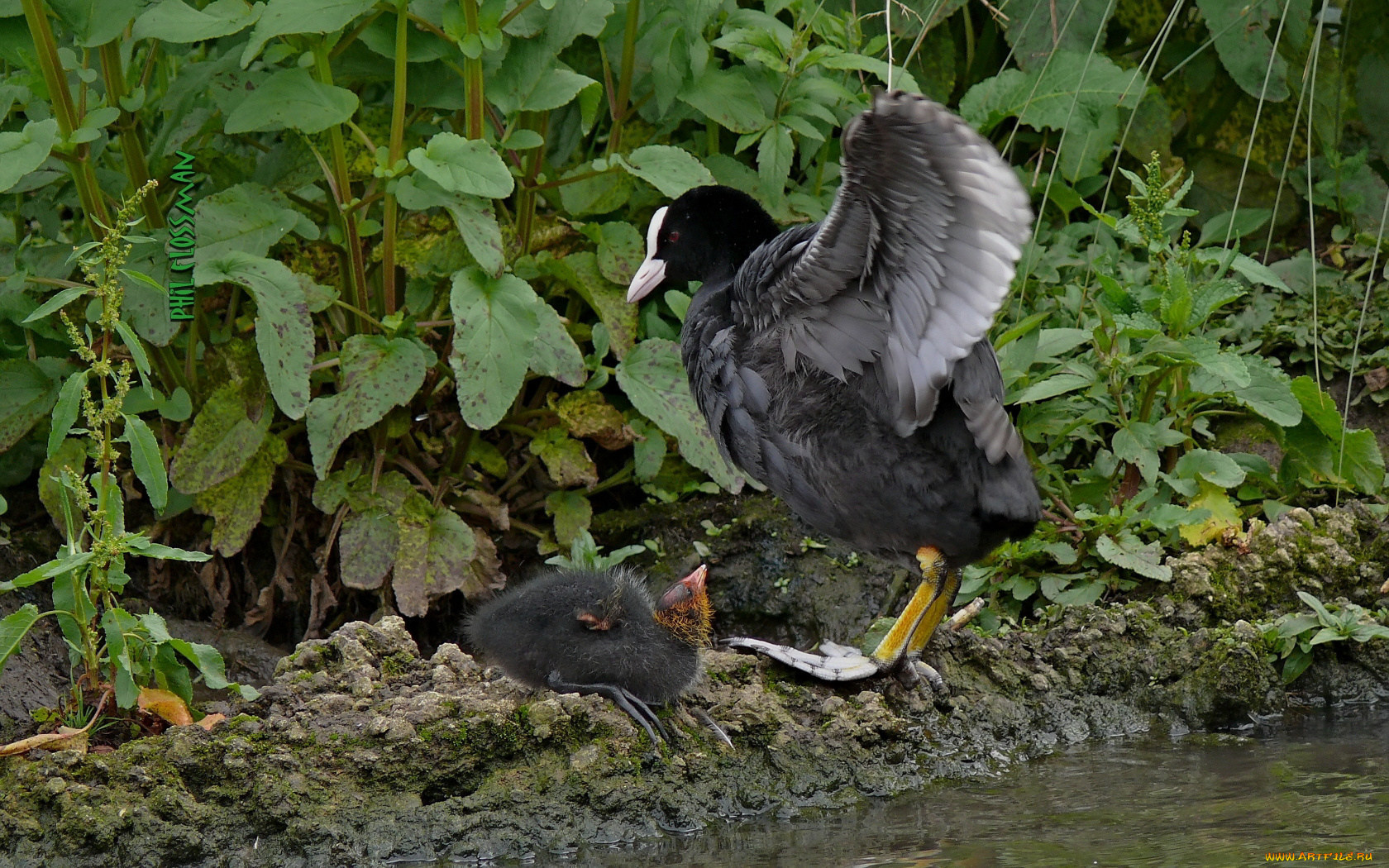 животные, птицы, трава