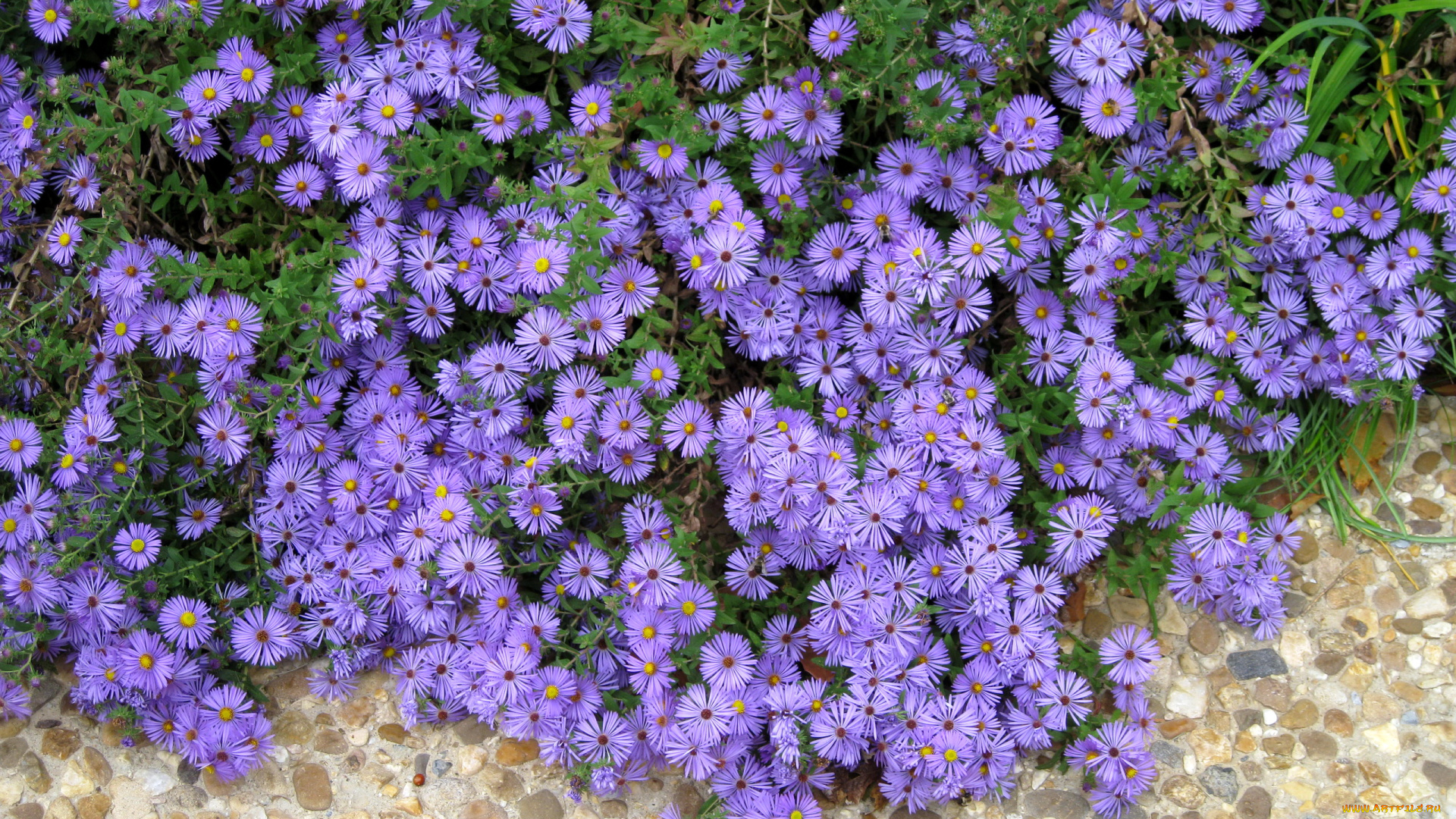 цветы, астры