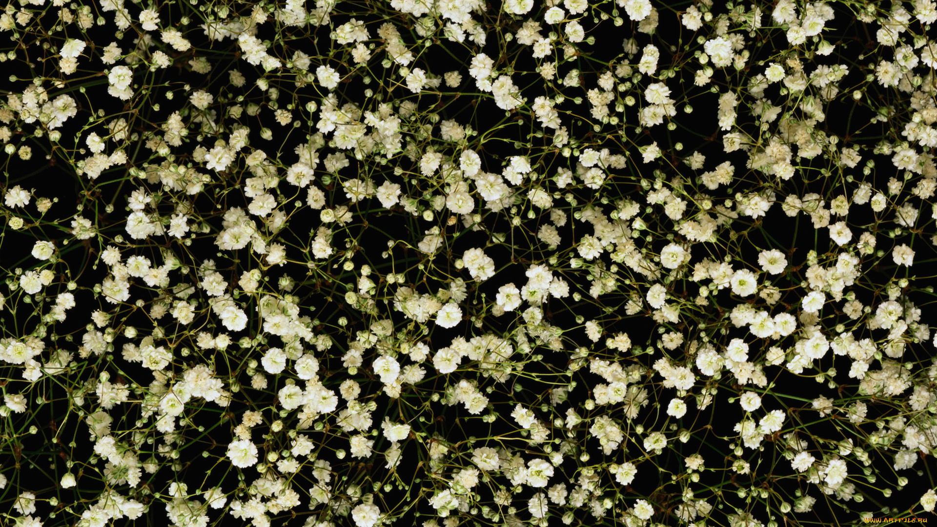 цветы, белые, макро