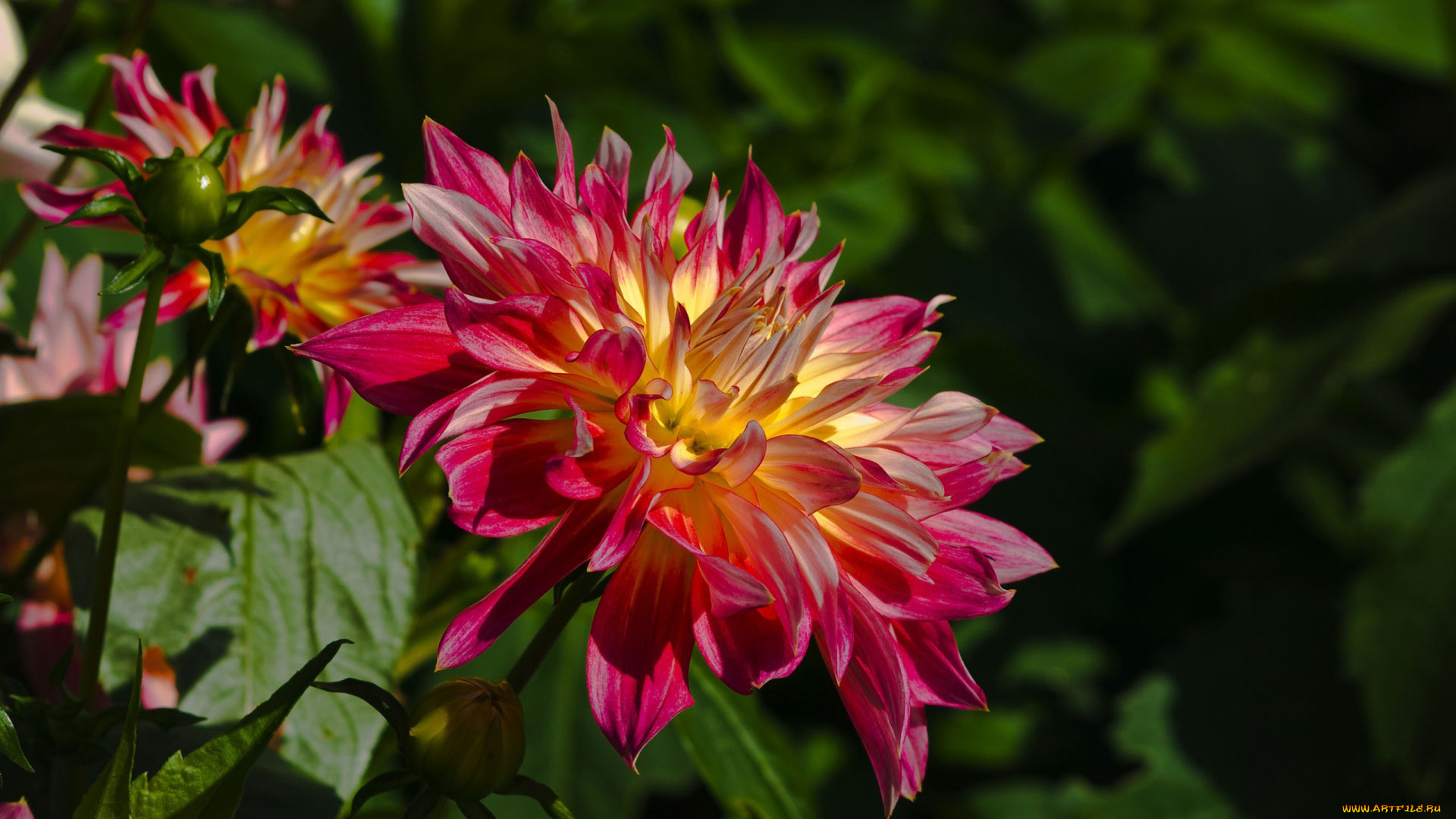 цветы, георгины, лепестки