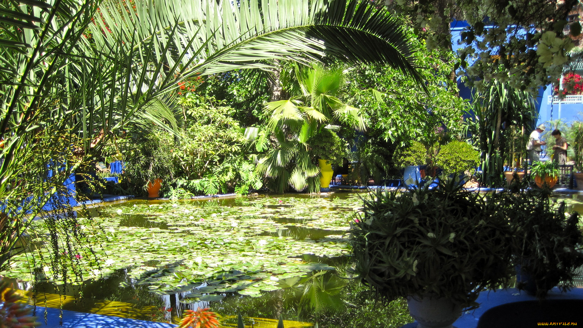 morocco, marrakech, jardin, majorelle, природа, парк, водоем, сад, растения