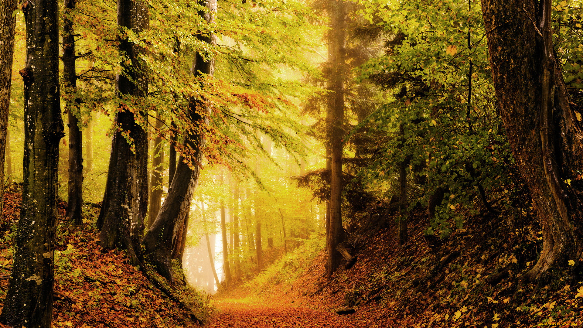 природа, лес, дорога