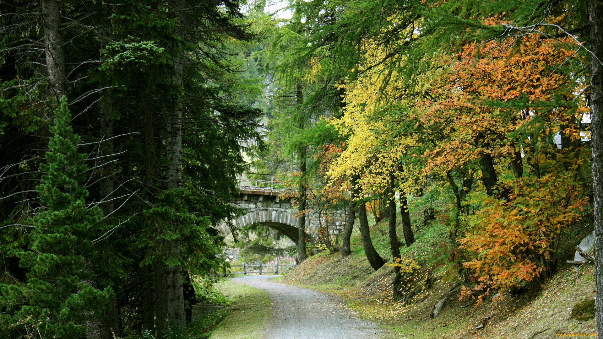 switzerland, природа, дороги, лес, дорога