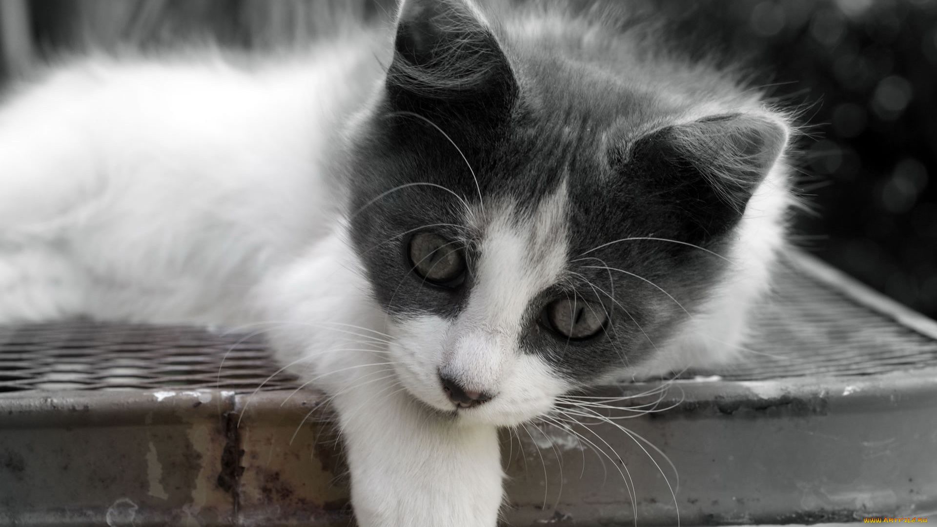 животные, коты, кот