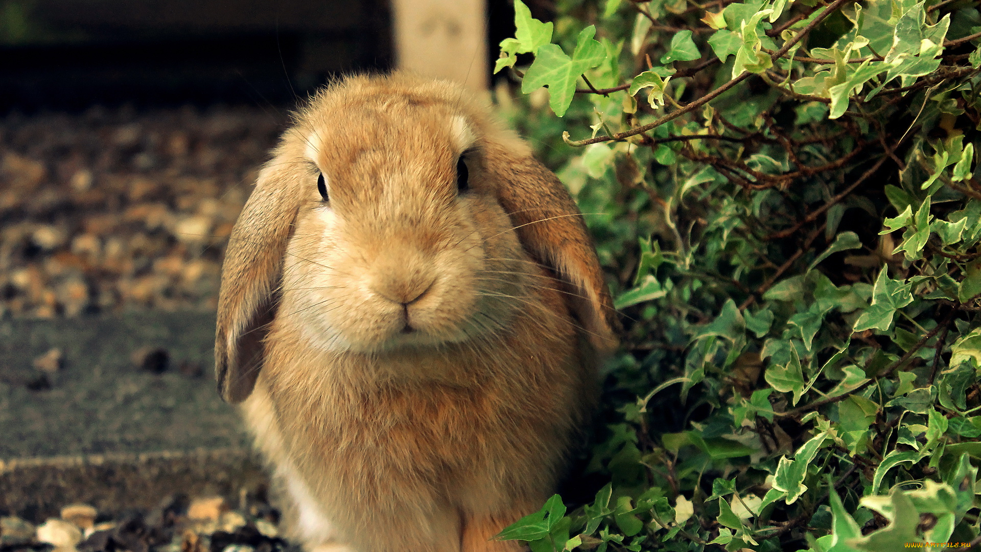 животные, кролики, зайцы, кролик