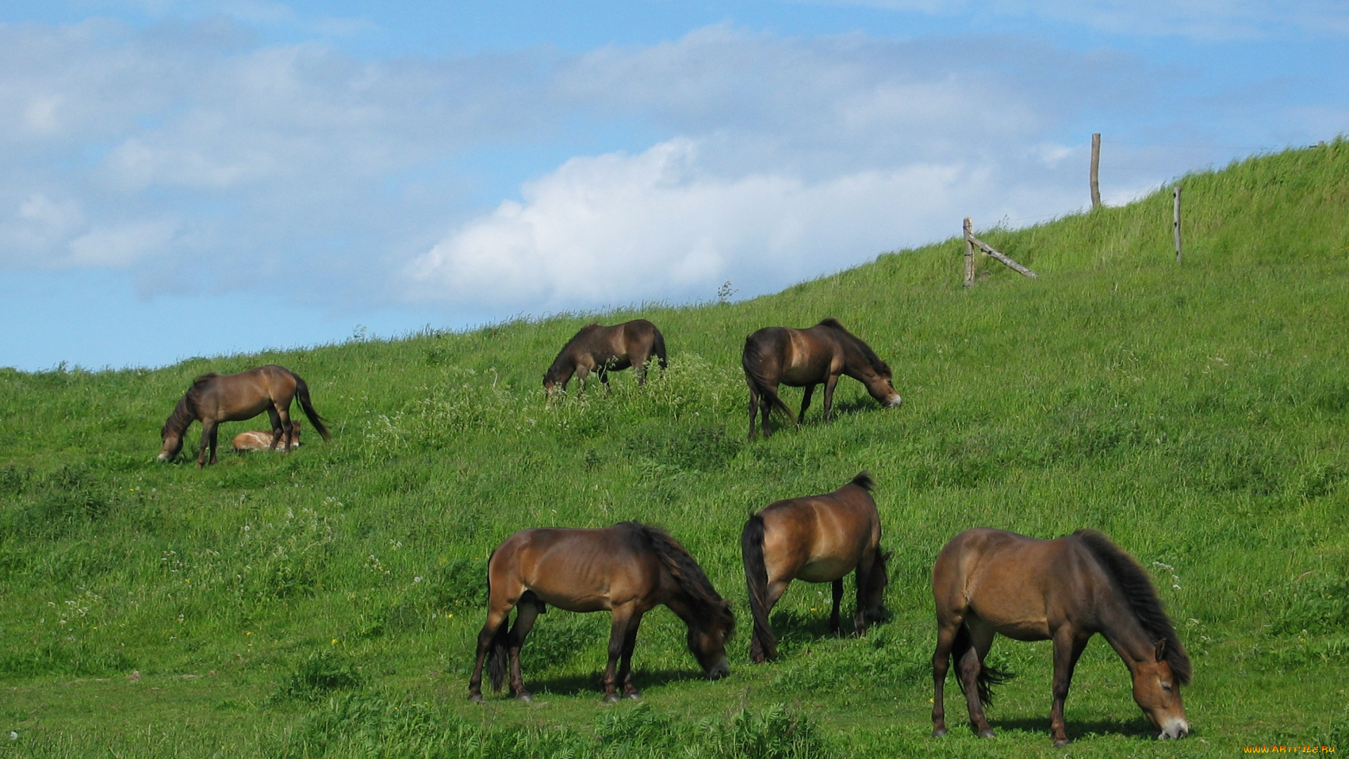 животные, лошади