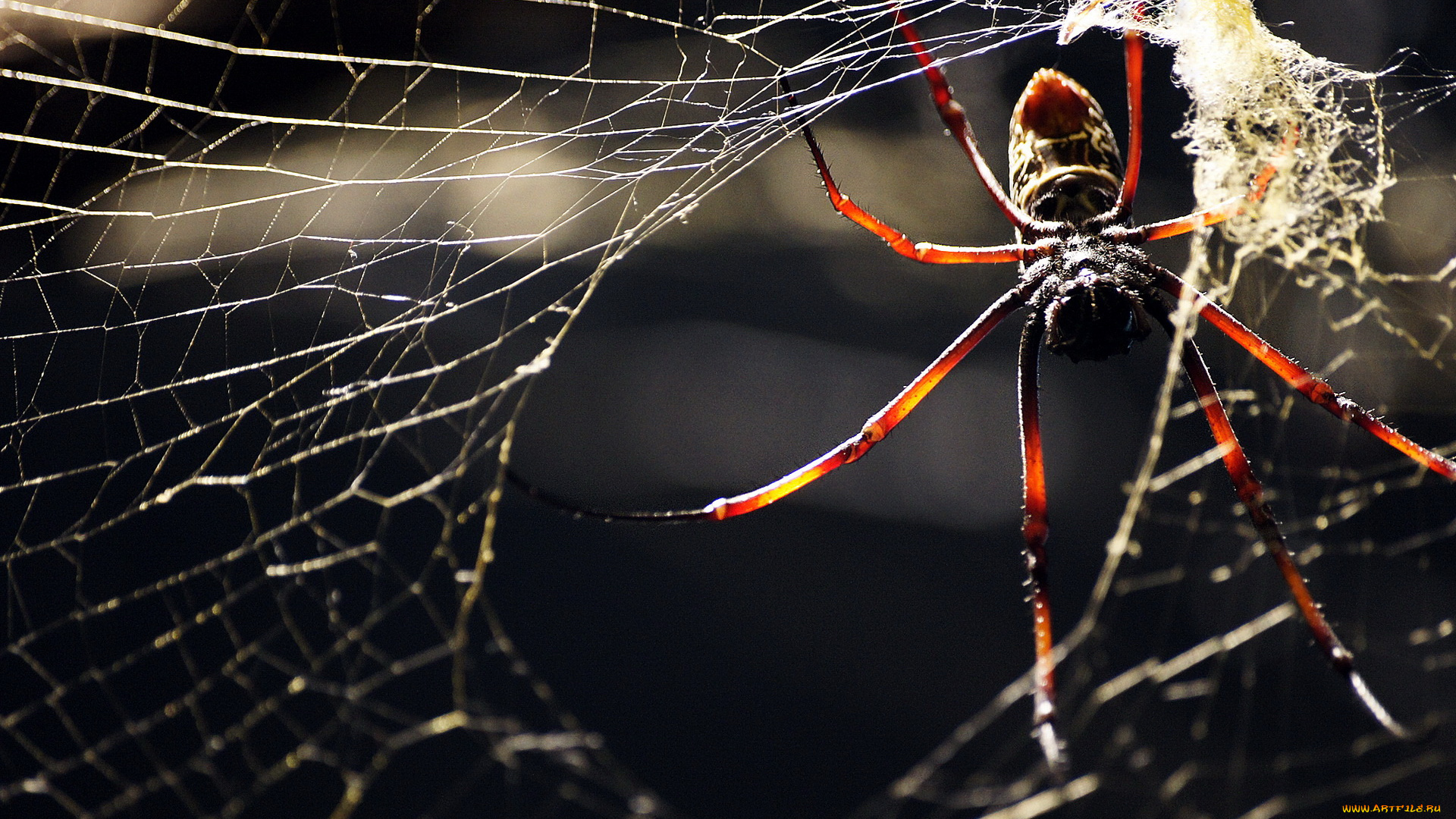 животные, пауки, паук