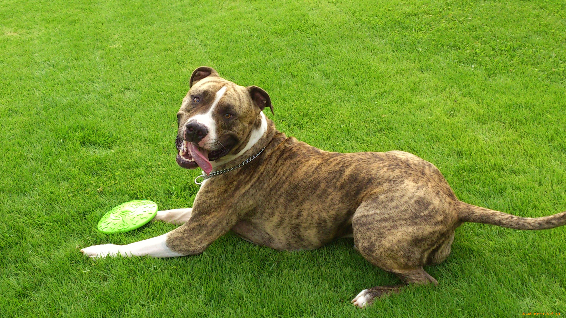 животные, собаки, собака