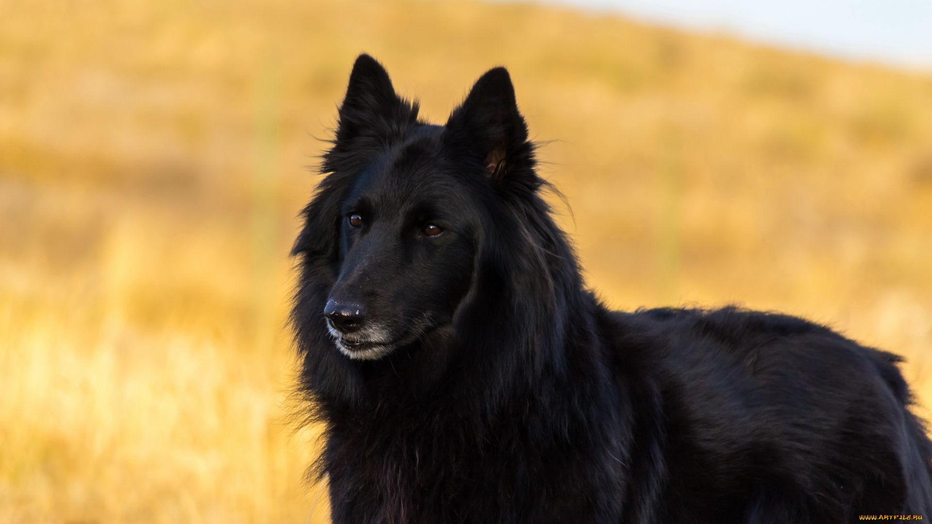 животные, собаки, собака