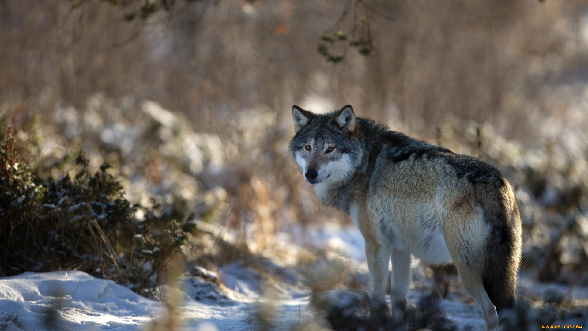 животные, волки, волк, зима, природа