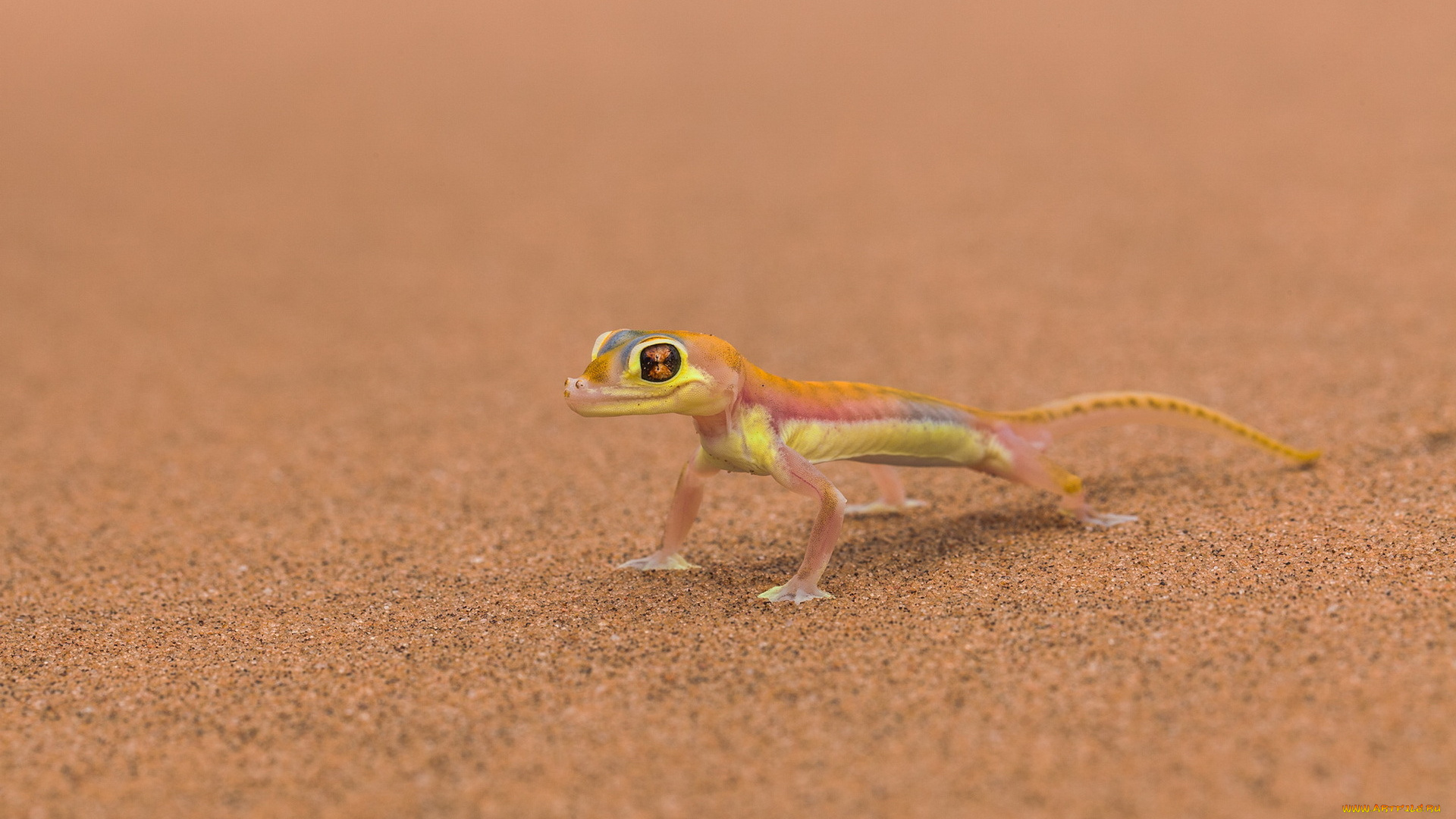 животные, Ящерицы, игуаны, вараны, марс, ящерица, фон