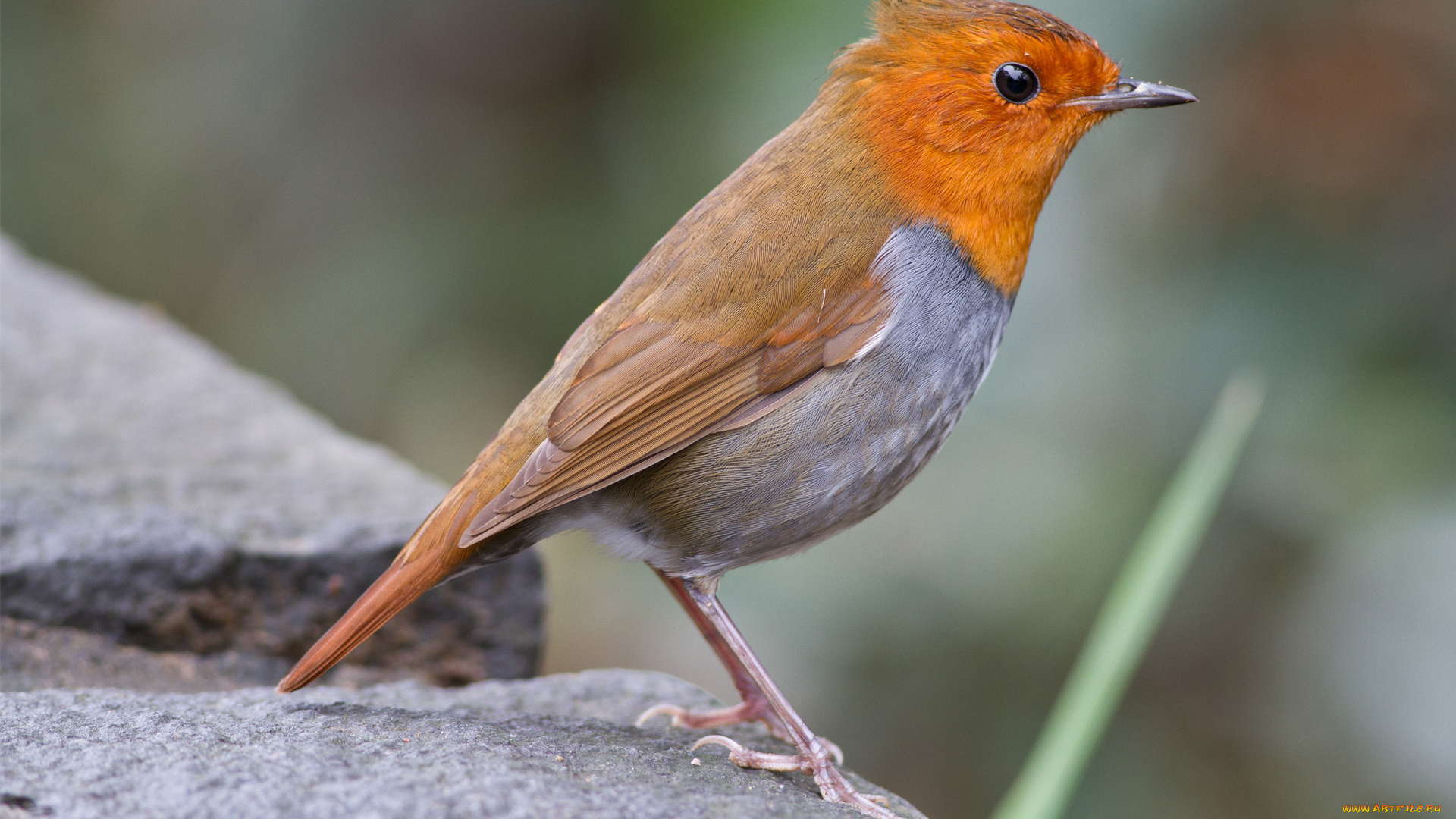 животные, зарянки, малиновки, камень, птица