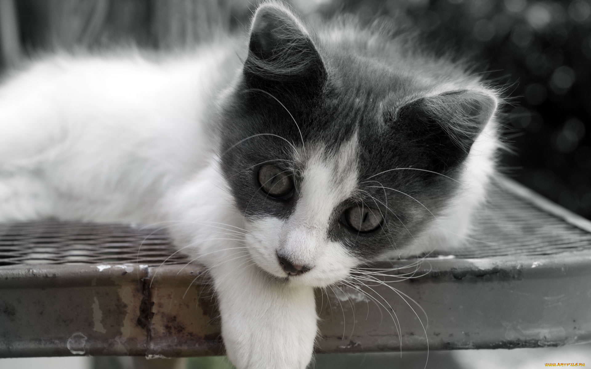 животные, коты, кот