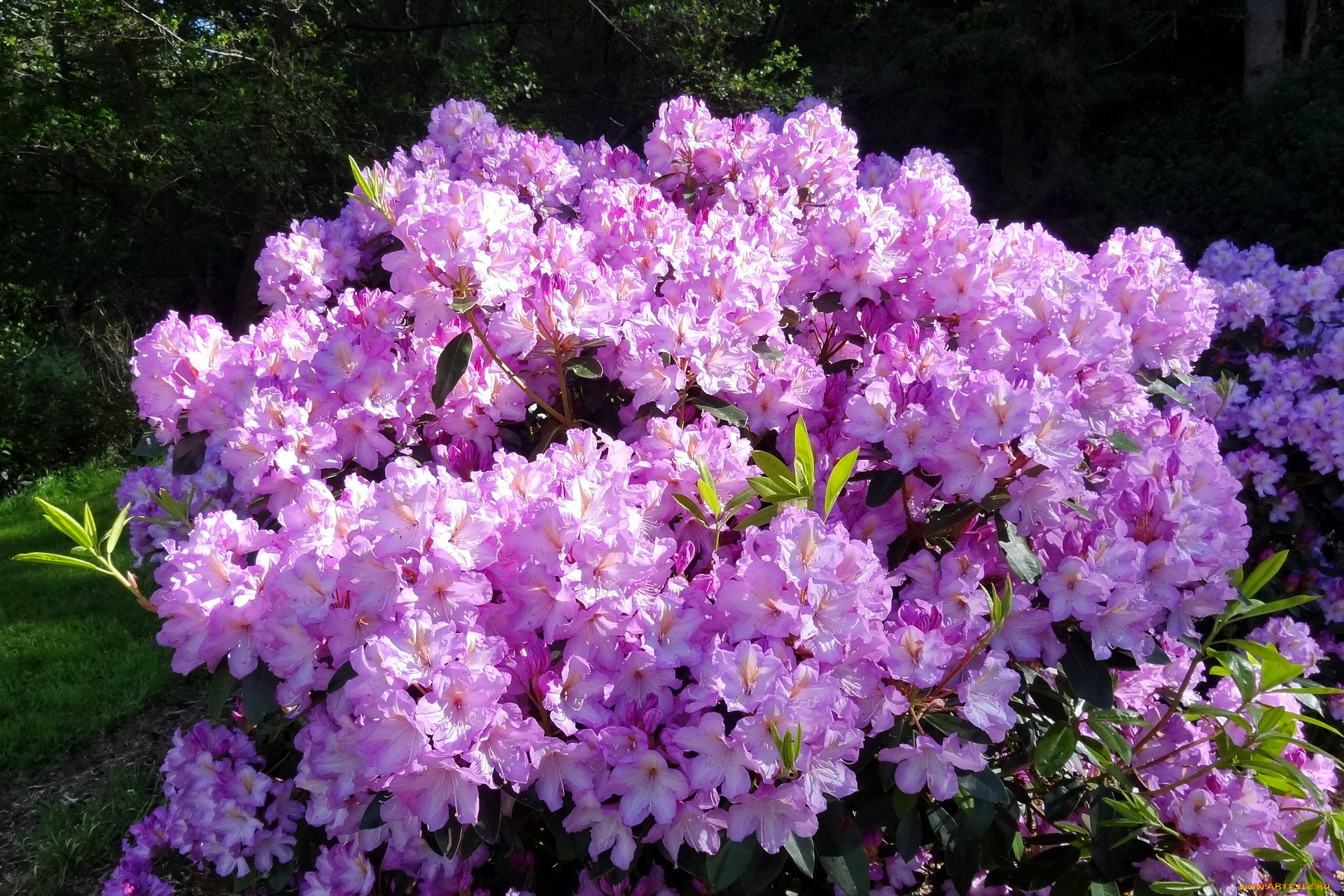 цветы, рододендроны, азалии, родендромы