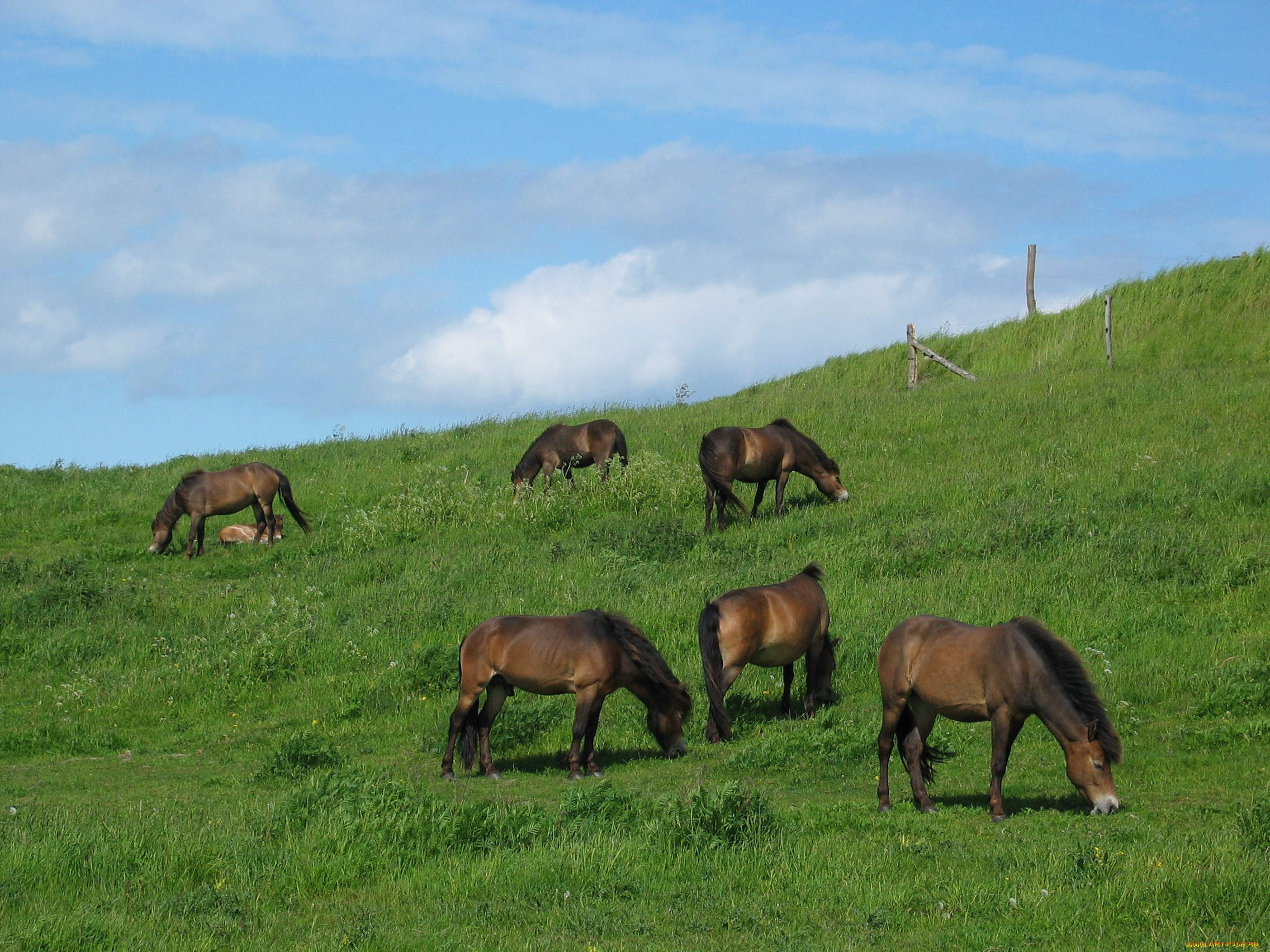 животные, лошади