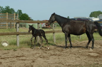 Картинка животные лошади лошадь