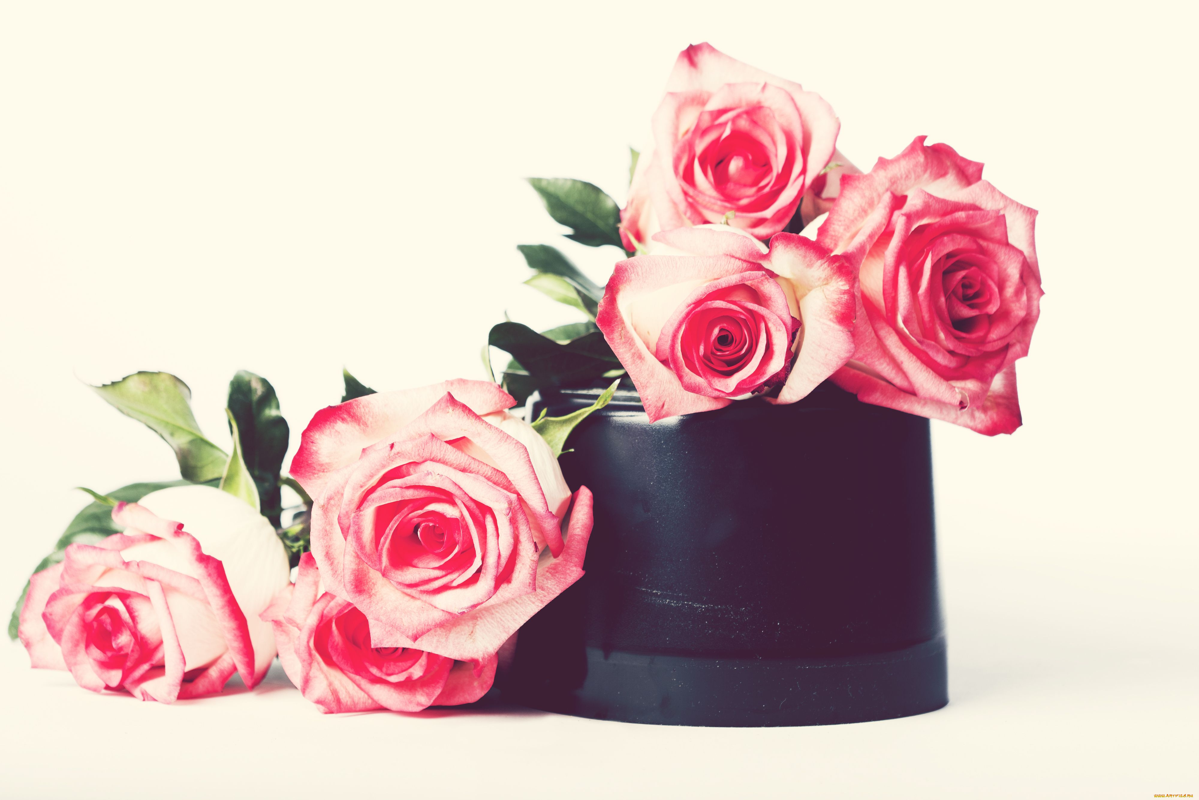 цветы, розы, бутоны