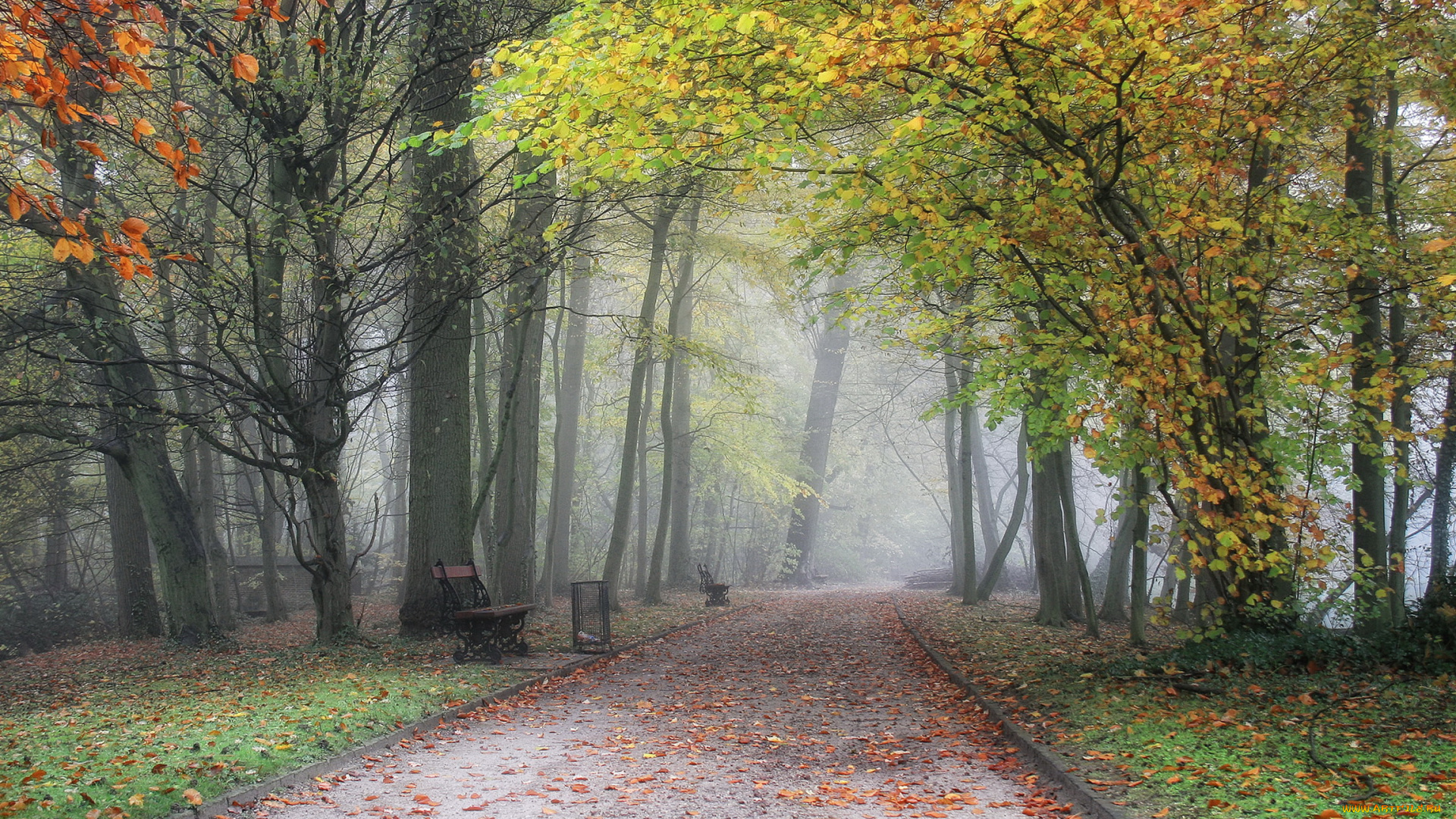 бельгия, фландрия, meise, природа, парк, туман, тропинка, листва, осень